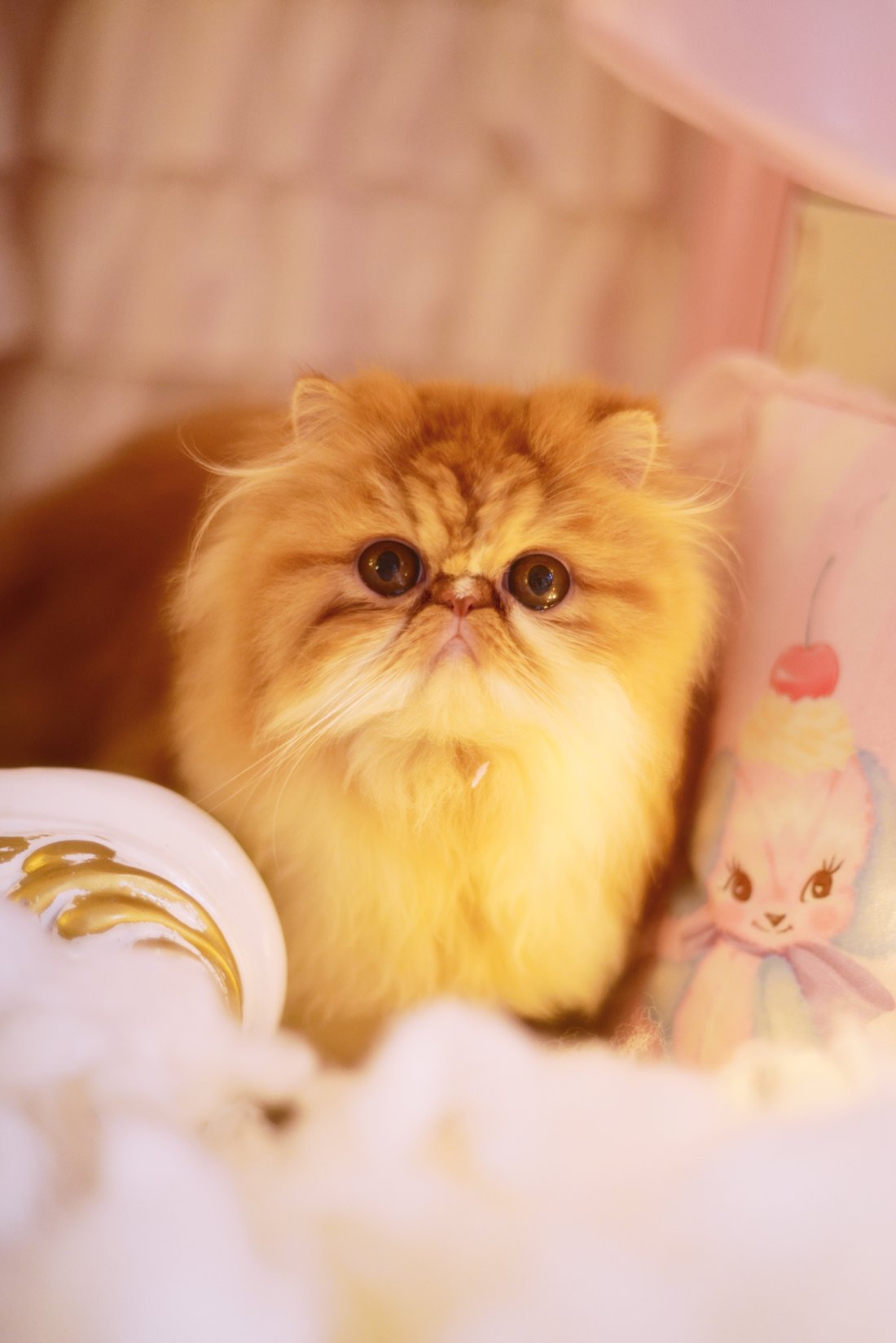 图片[17]-网红Coser@鳗鱼霏儿 猫 在线浏览 – 速更版-美库