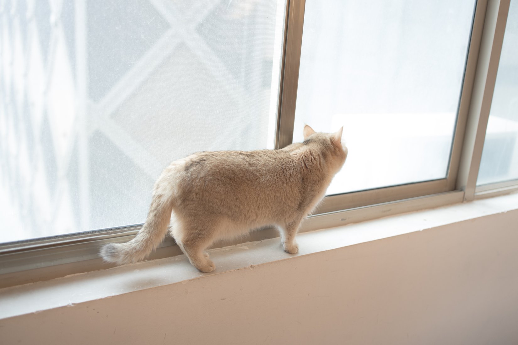 图片[24]-[森萝财团写真] X-061 在线浏览 – 速更版-美库