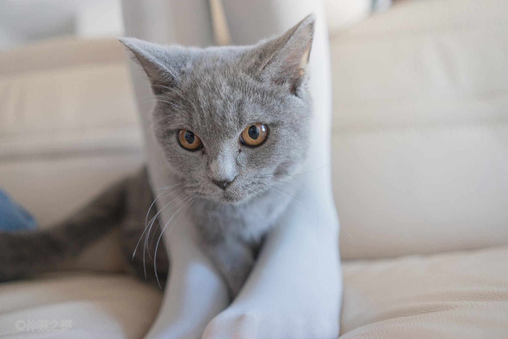 图片[18]-[轻兰映画] SPL.014 在线浏览 – 速更版-美库