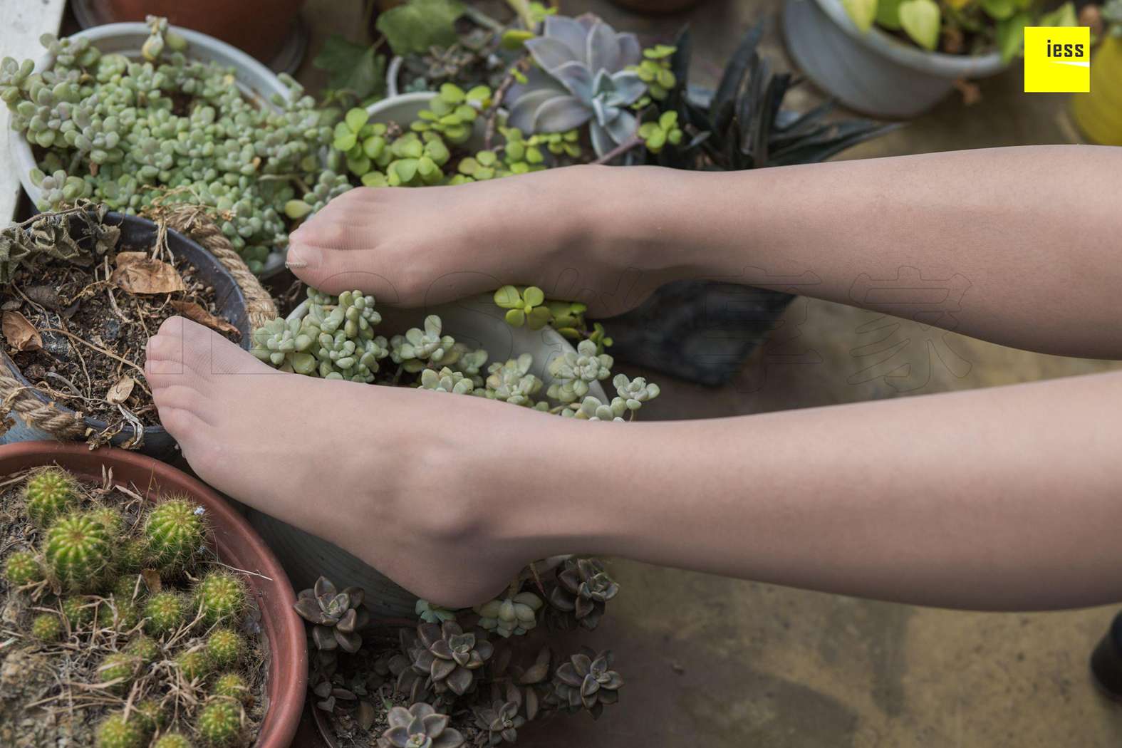 图片[90]-[IESS异思趣向] 2018.11.29 丝享家370：《婉萍的多肉花园》婉萍 在线浏览 – 速更版-美库