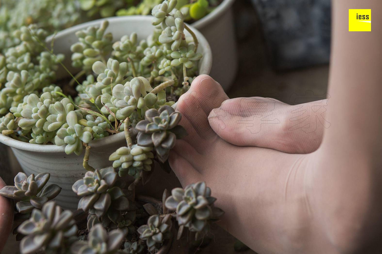 图片[40]-[IESS异思趣向] 2018.11.29 丝享家370：《婉萍的多肉花园》婉萍 在线浏览 – 速更版-美库