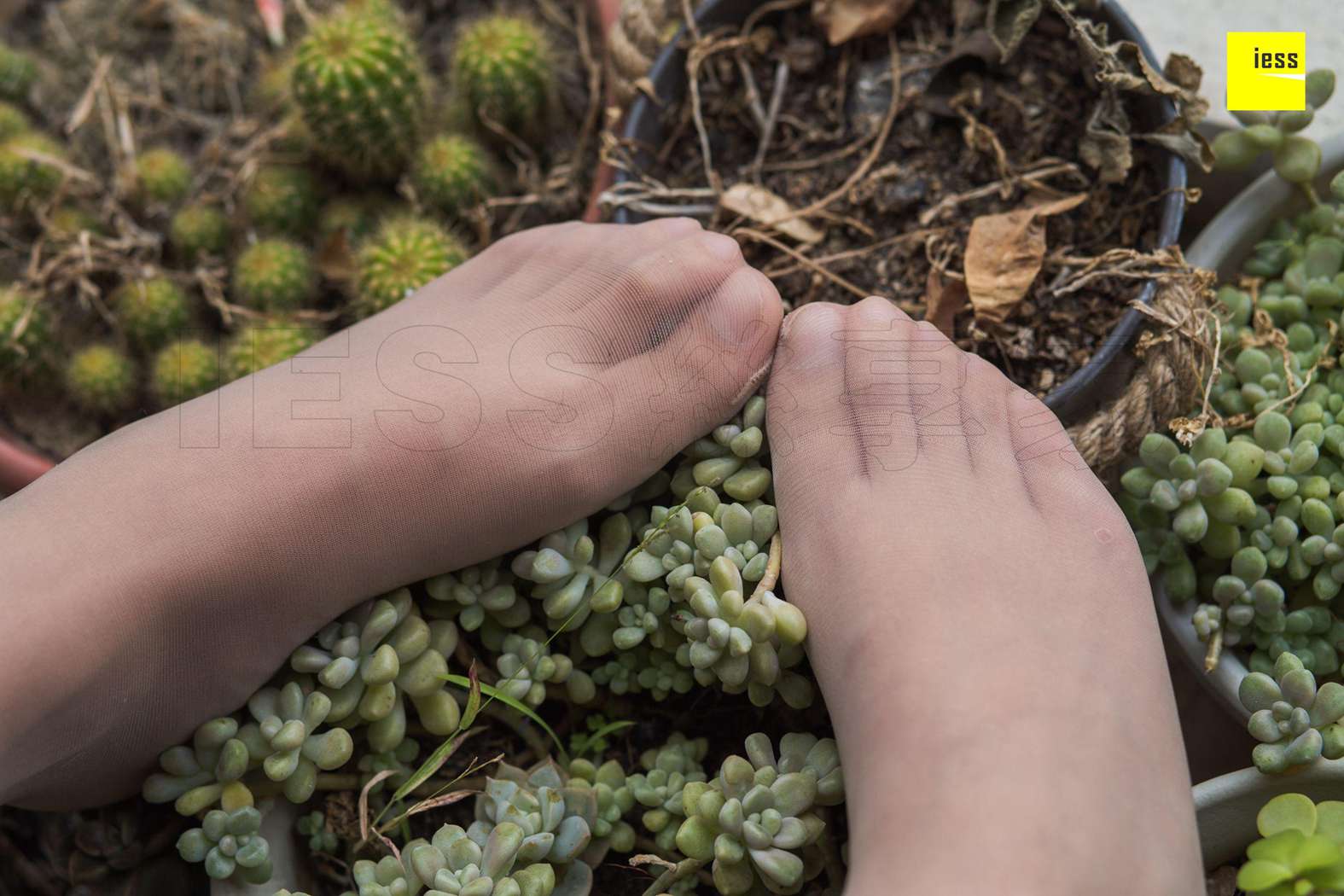 图片[81]-[IESS异思趣向] 2018.11.29 丝享家370：《婉萍的多肉花园》婉萍 在线浏览 – 速更版-美库