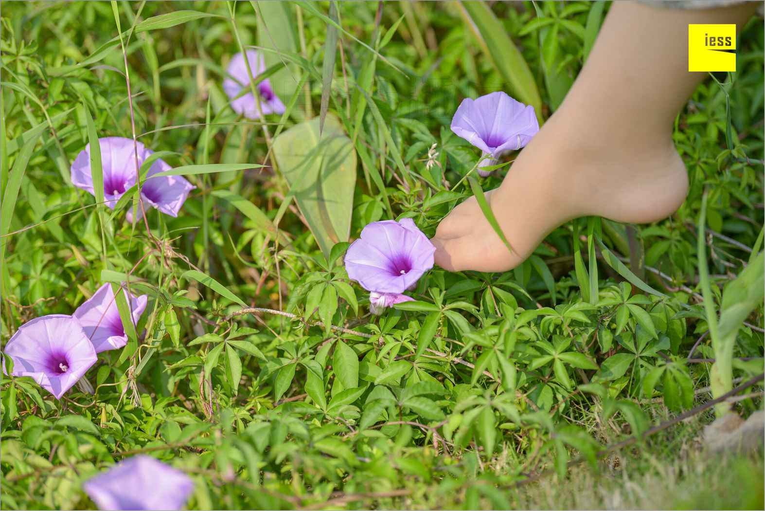 图片[68]-[IESS异思趣向] 2018.09.03 丝足便当MF.004：《梦呓4-白日梦》馨月 在线浏览 – 速更版-美库