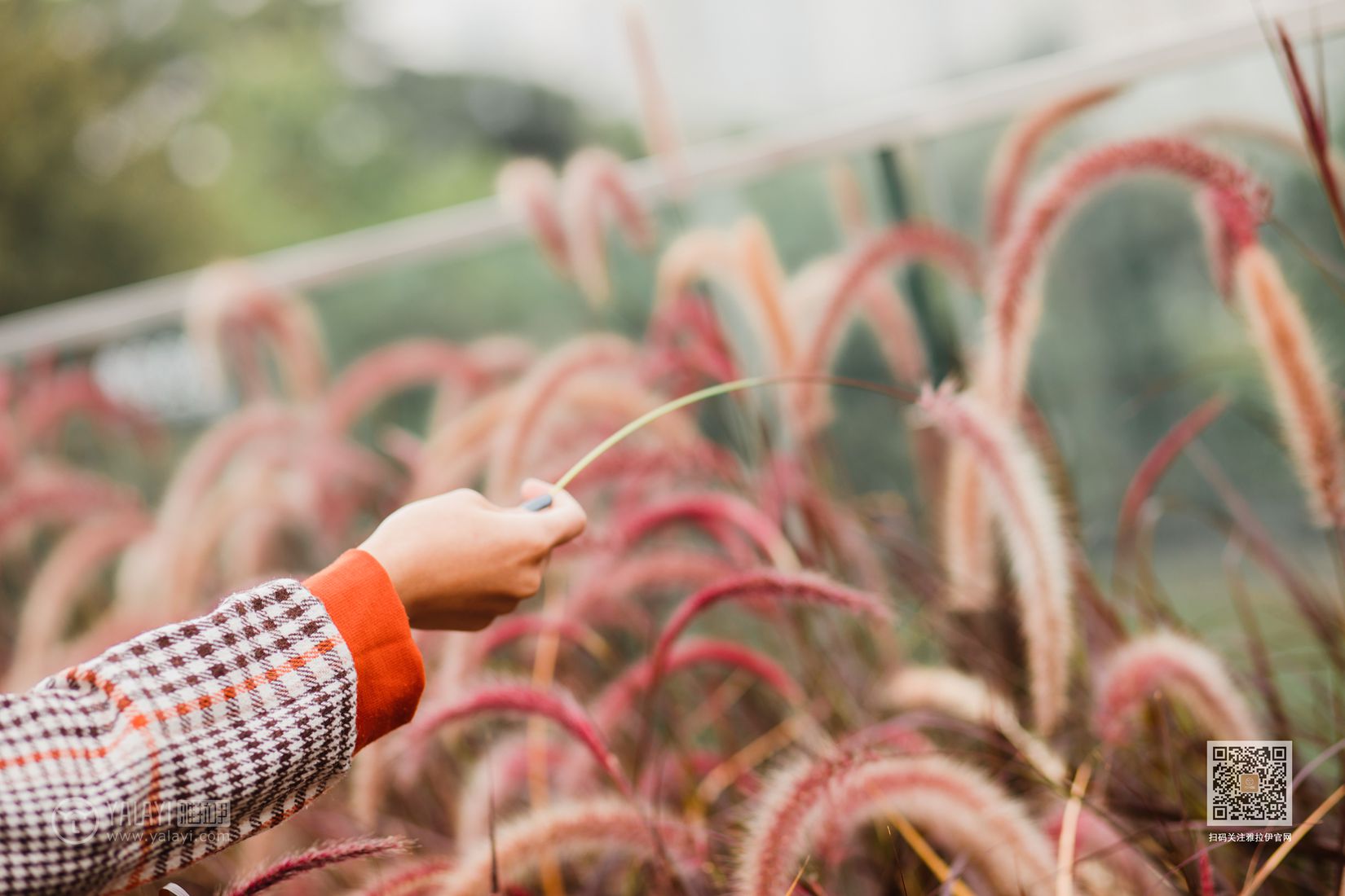 图片[18]-[YALAYI雅拉伊] 2020.02.13 Vol.543 郊游 小五 在线浏览 – 速更版-美库