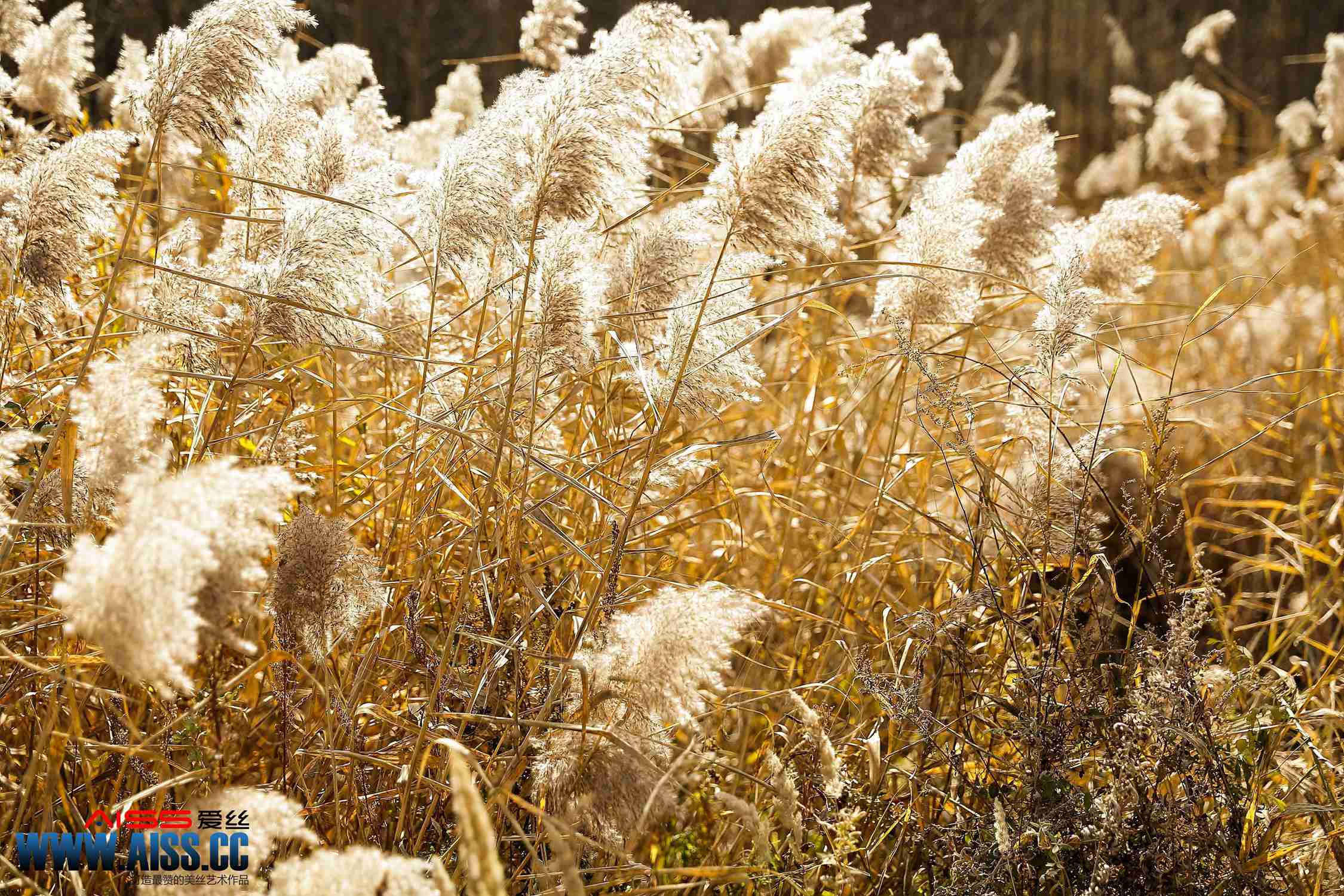 图片[22]-[AISS爱丝]写真 NO.073 秋日艺术家-感受篇[76P] – 速更版-美库