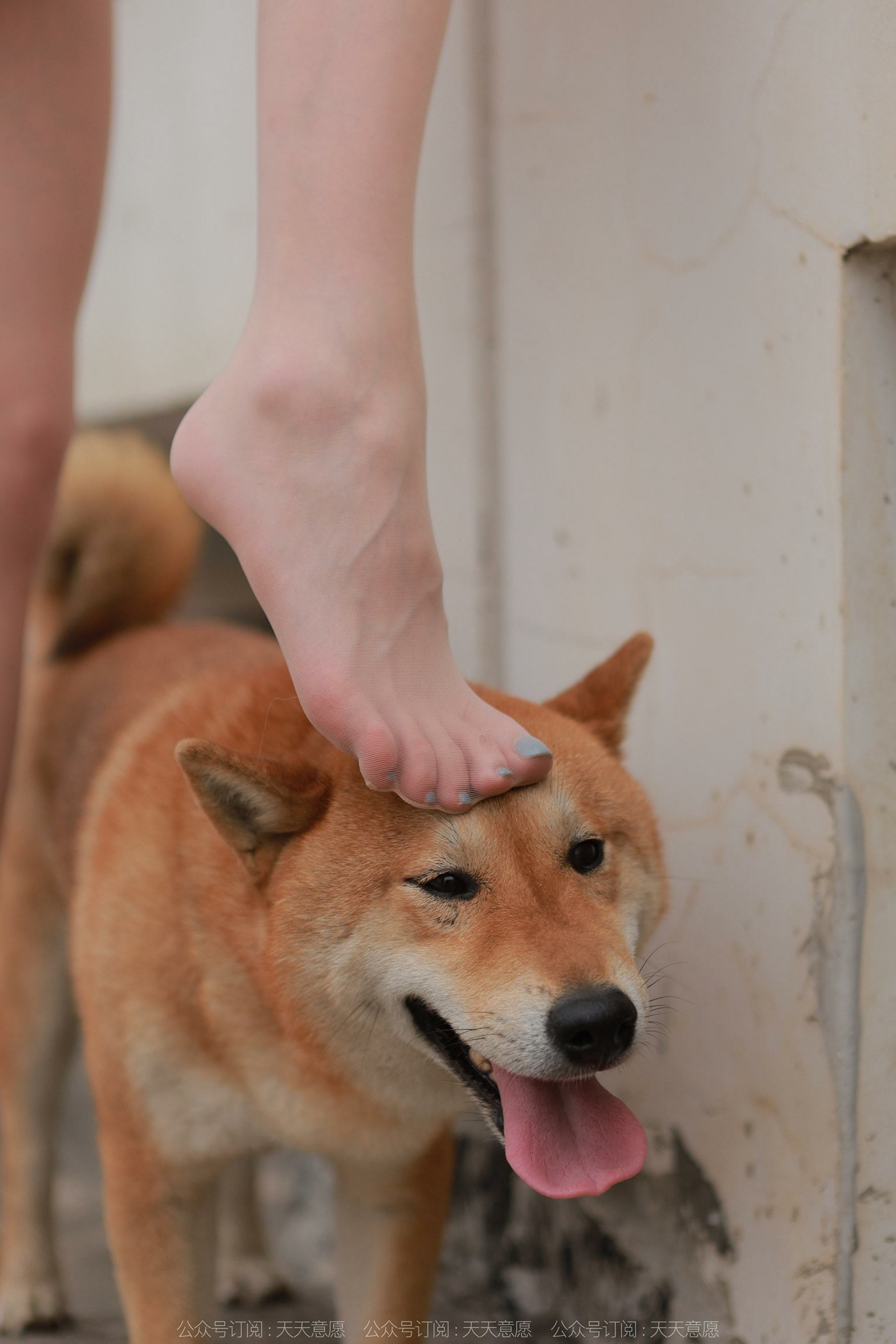 图片[84]-[IESS异思趣向]2021.11.25 丝享家979：佳爷《12月女神佳爷-特辑》[93P] – 速更版-美库