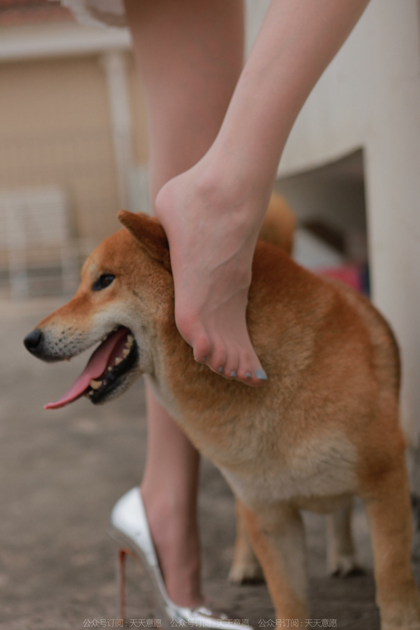 图片[86]-[IESS异思趣向]2021.11.25 丝享家979：佳爷《12月女神佳爷-特辑》[93P] – 速更版-美库