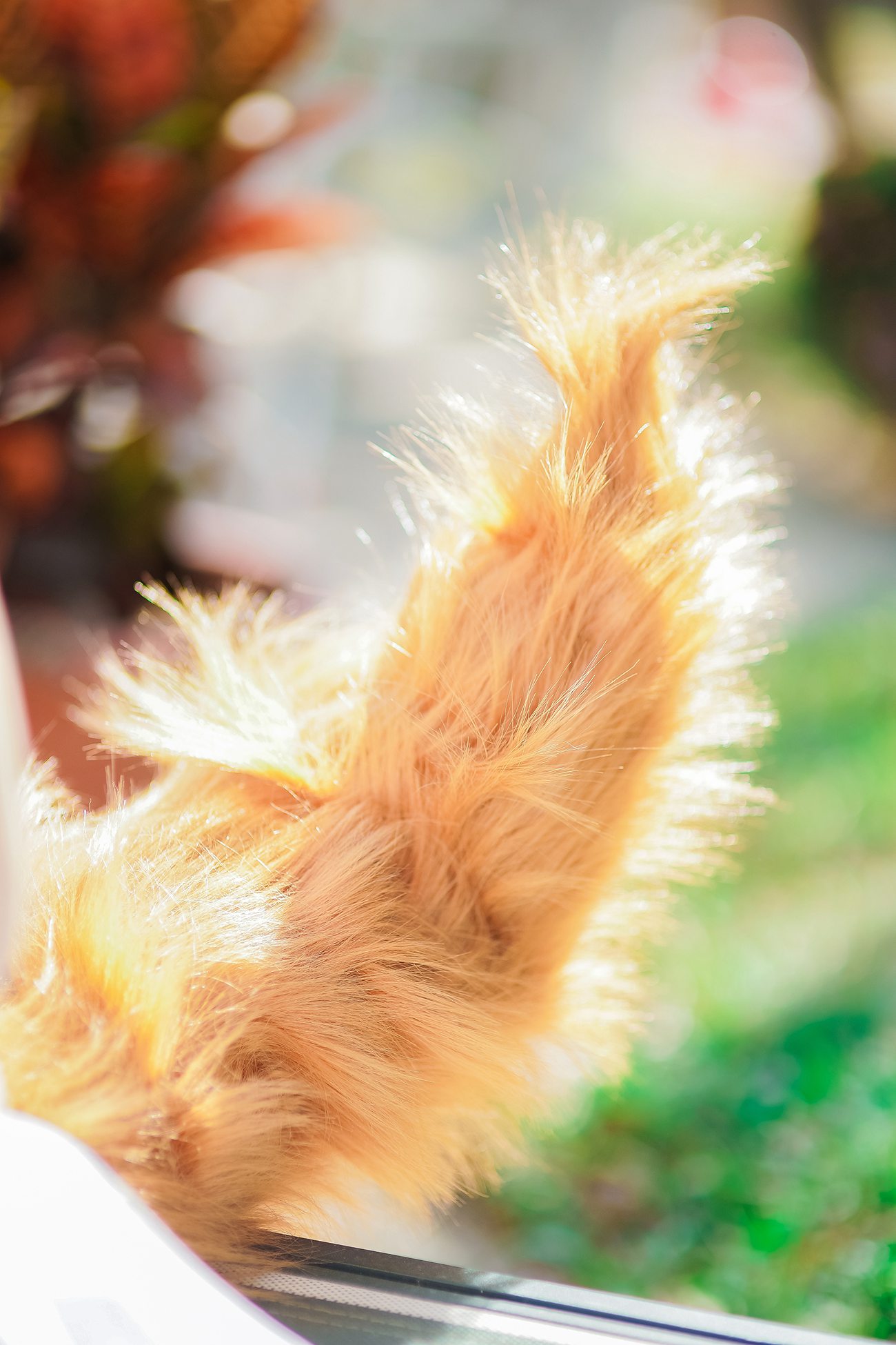 图片[26]-Ely_eee(ElyEE子) – 玉藻前泳池[39P] – 速更版-美库