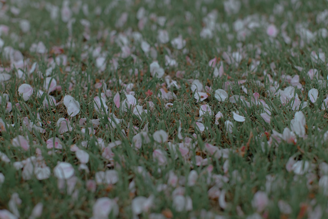 图片[31]-[YITUYU艺图语] 2021.09.02 樱花渐落 汤兮兮 [42P] – 速更版-美库