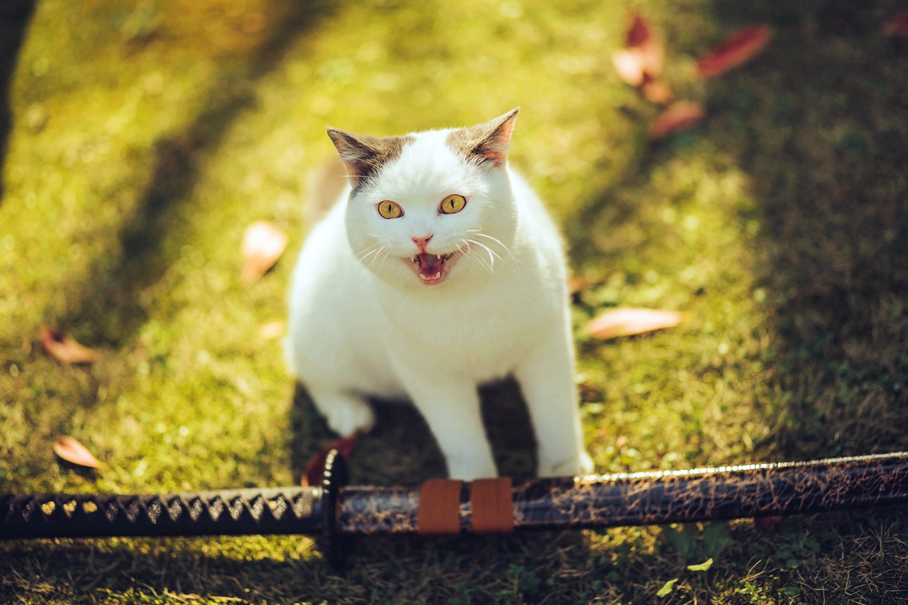 图片[23]-[YITUYU艺图语] 2021.09.04 猫侍 邱风 [31P] – 速更版-美库