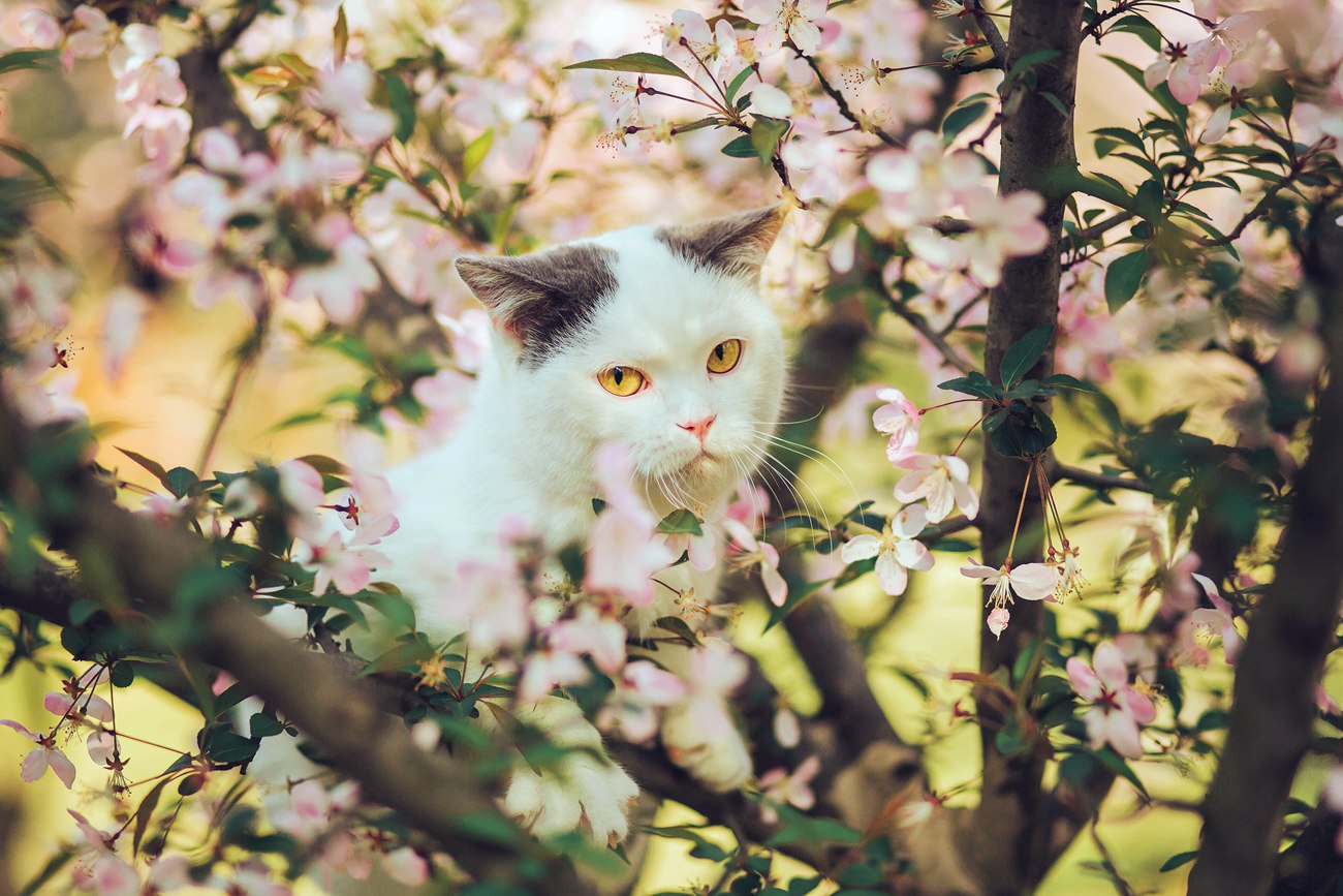 图片[24]-[YITUYU艺图语] 2021.09.04 猫侍 邱风 [31P] – 速更版-美库