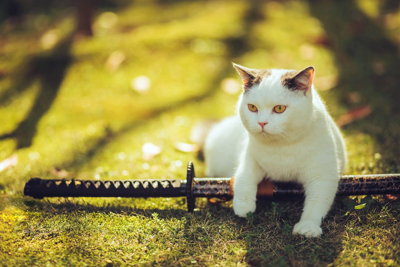 图片[27]-[YITUYU艺图语] 2021.09.04 猫侍 邱风 [31P] – 速更版-美库