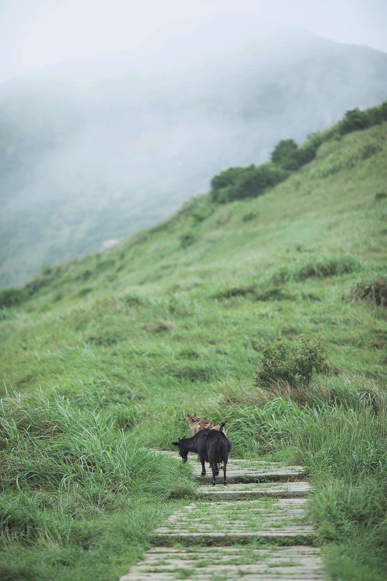 图片[24]-[YITUYU艺图语] 2021.09.16 有所思 五色石南叶 [29P] – 速更版-美库