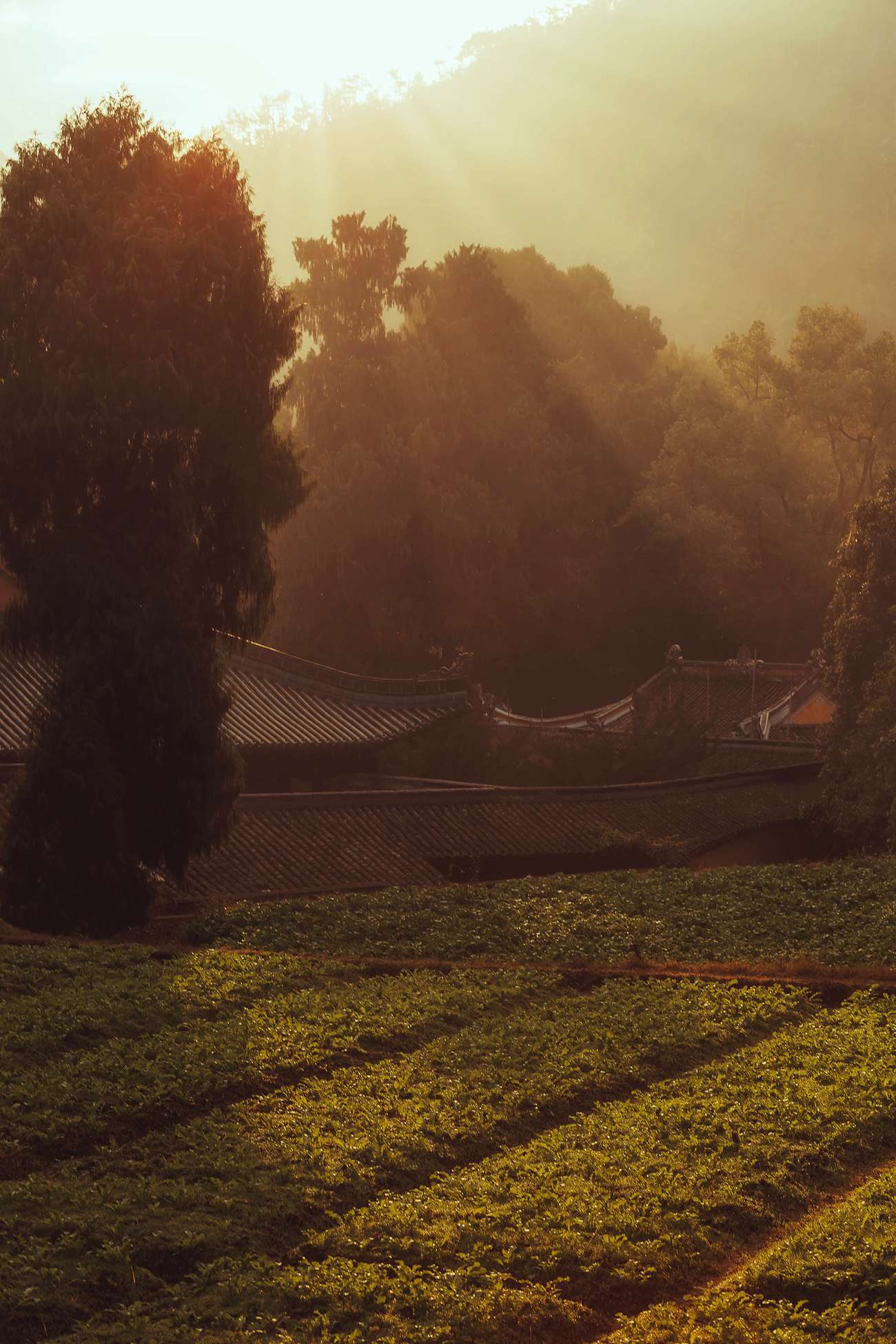 图片[10]-[YITUYU艺图语] 2021.09.29 天台行禅 五色石南叶 [32P] – 速更版-美库