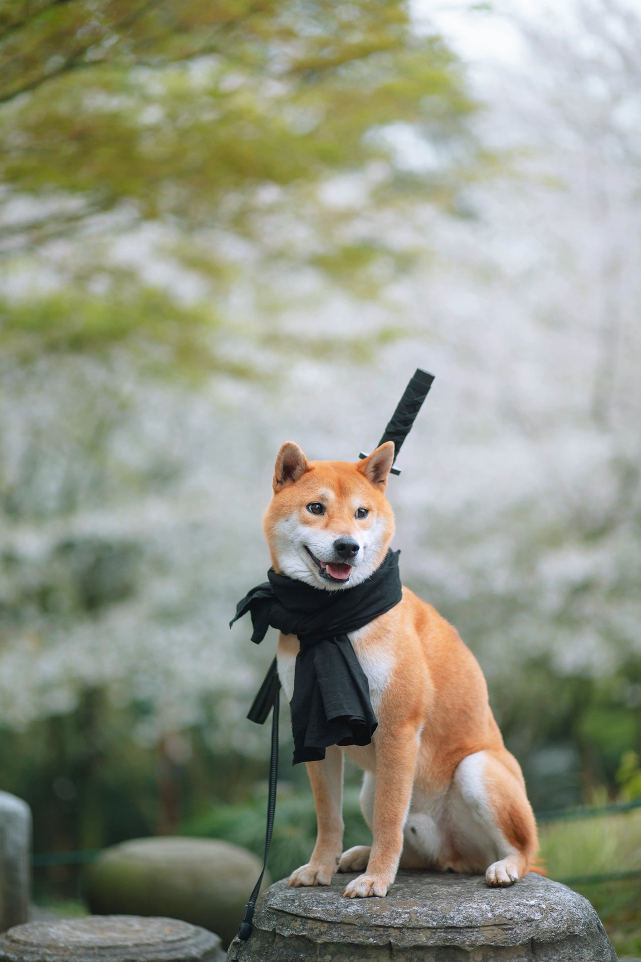 图片[10]-[YITUYU艺图语] 2021.10.11 犬侍 老乔 [20P] – 速更版-美库