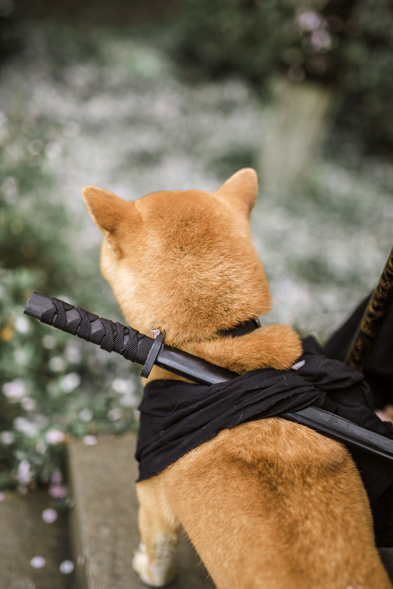 图片[13]-[YITUYU艺图语] 2021.10.11 犬侍 老乔 [20P] – 速更版-美库