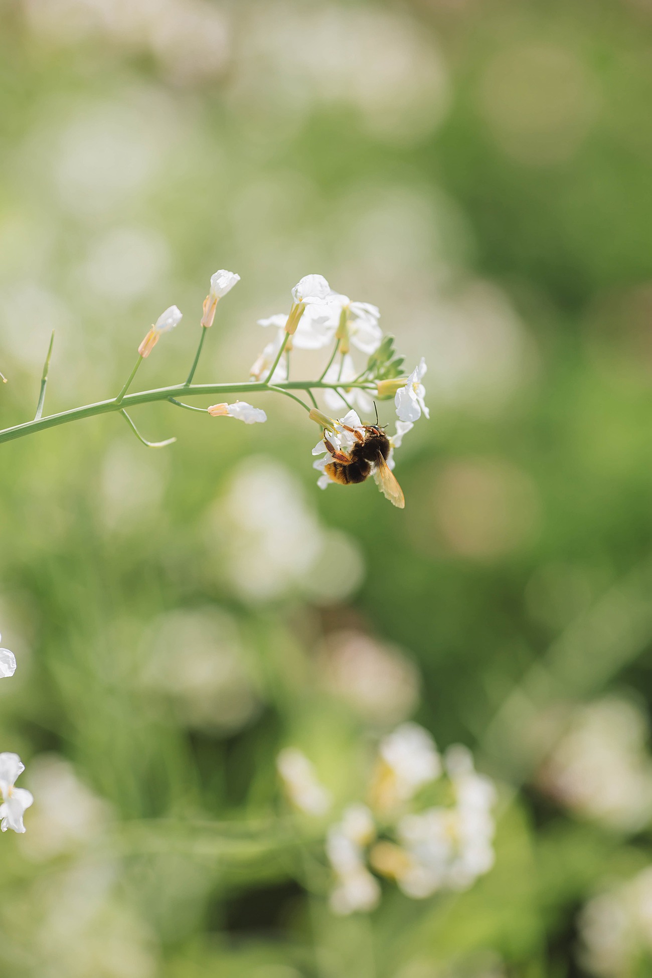 图片[14]-[YITUYU艺图语] 2022.01.11 诗经 小清菡 [33P] – 速更版-美库