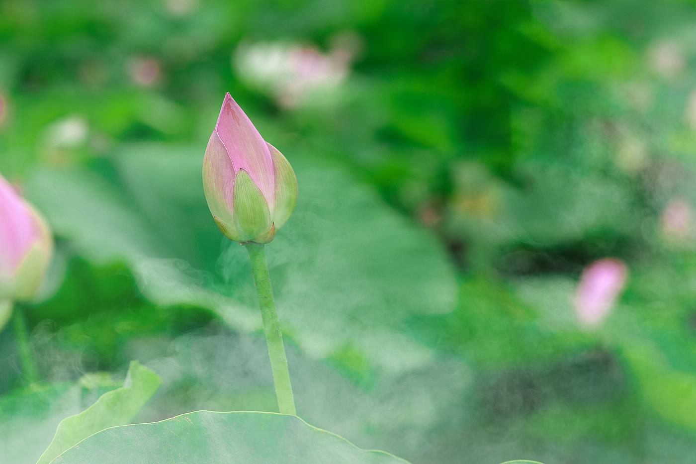 图片[26]-[YITUYU艺图语] 2021.11.03 采荷 孔荻 [31P] – 速更版-美库