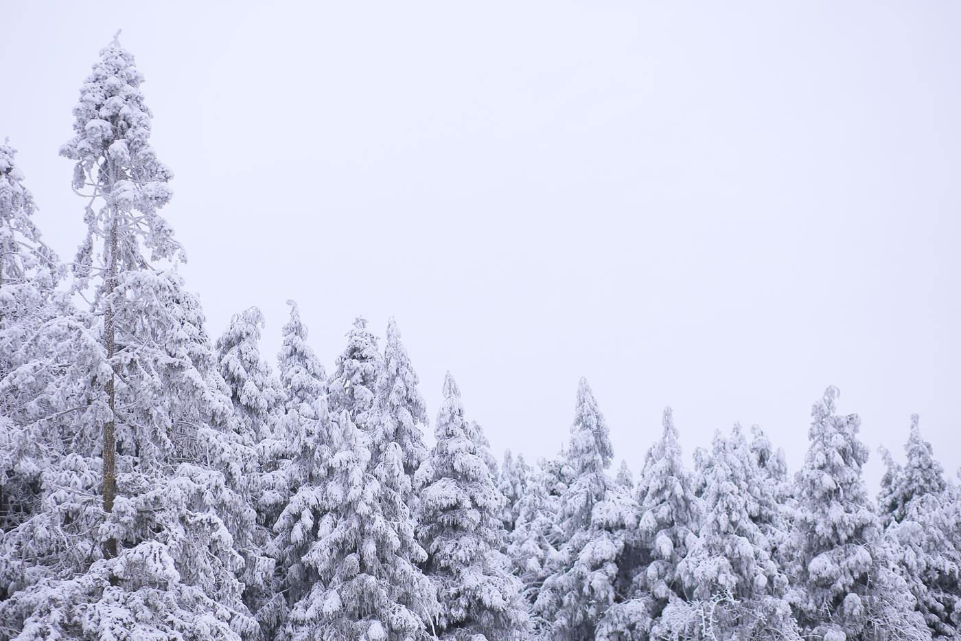 图片[11]-[YITUYU艺图语] 2021.11.20 青松 沂越 [24P] – 速更版-美库