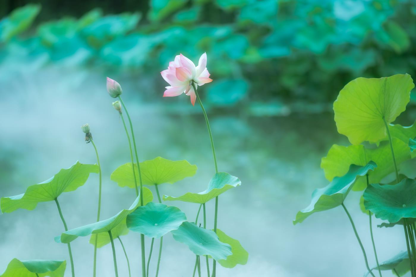 图片[14]-[YITUYU艺图语] 2021.12.25 双生花 修水凝花 [31P] – 速更版-美库