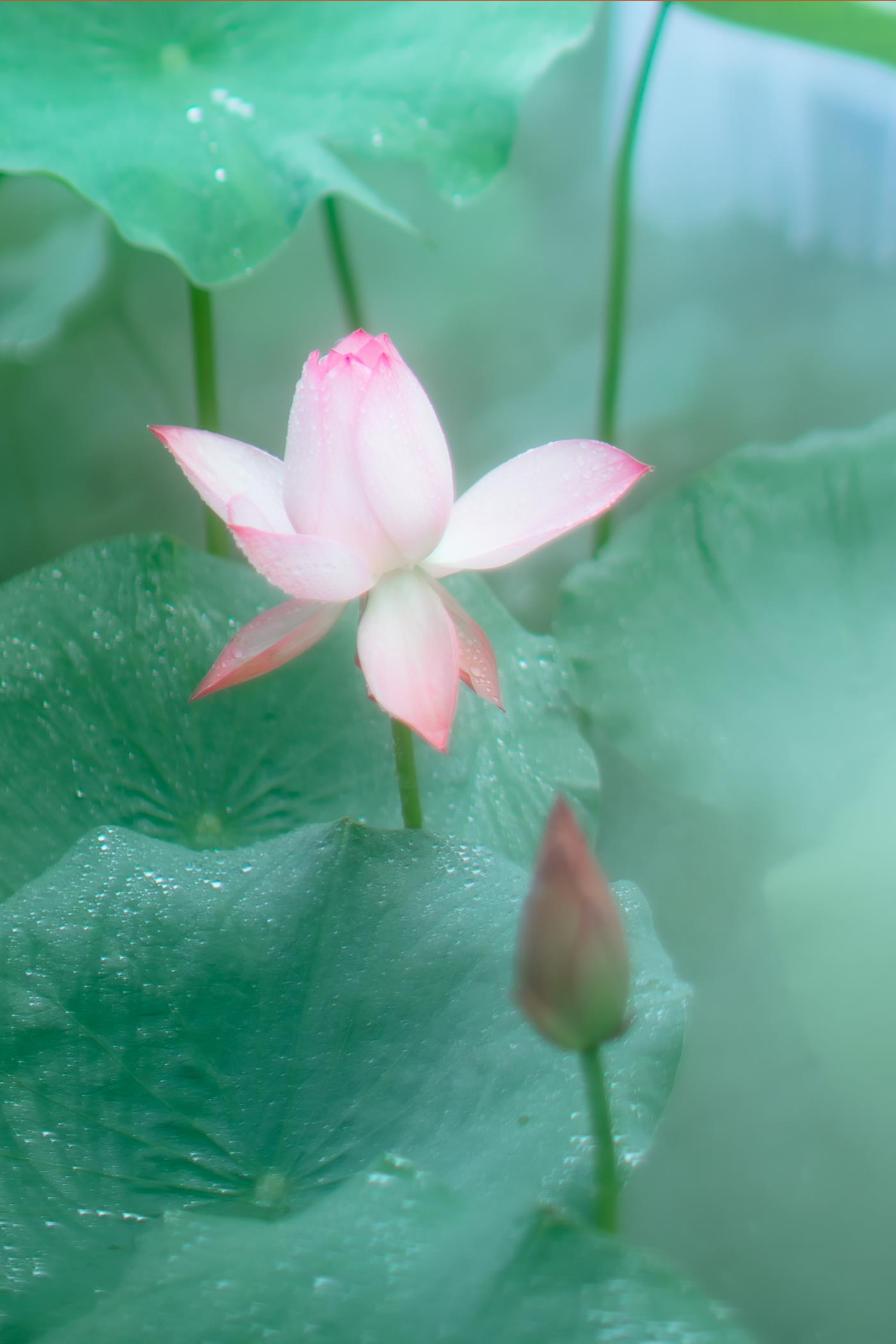 图片[21]-[YITUYU艺图语] 2021.12.25 双生花 修水凝花 [31P] – 速更版-美库