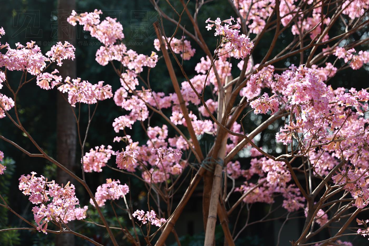 图片[84]-[见新摄影]NO.043 与小姐姐约拍植物园，逆光真的是美极了 (1) [84P] – 速更版-美库