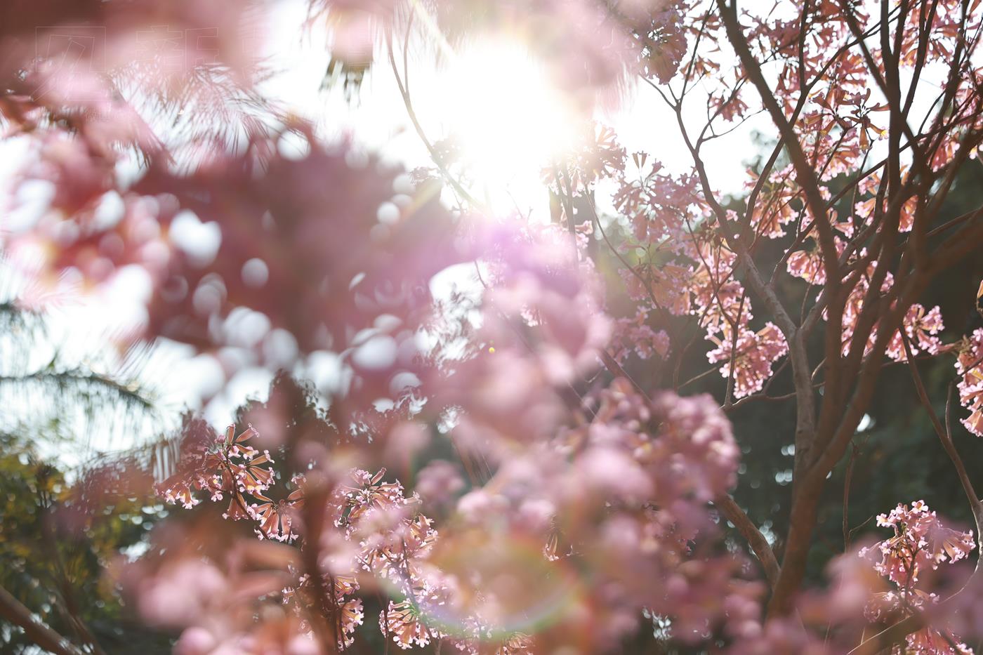 图片[85]-[见新摄影]NO.043 与小姐姐约拍植物园，逆光真的是美极了 (1) [84P] – 速更版-美库