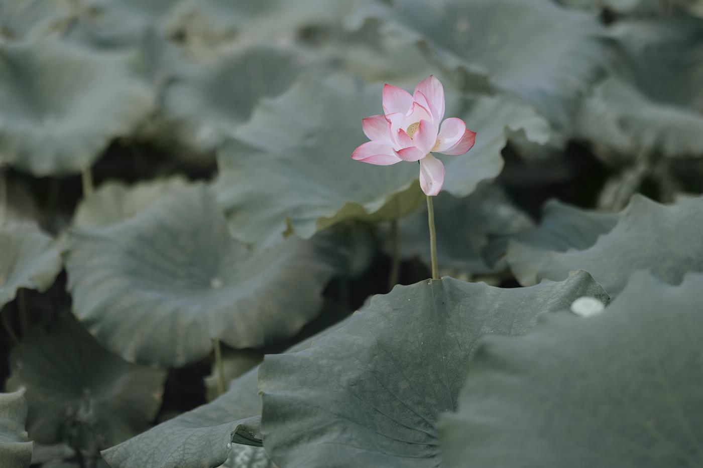 图片[15]-[YITUYU艺图语] 2022.01.19 采莲女 饼饼 [27P] – 速更版-美库