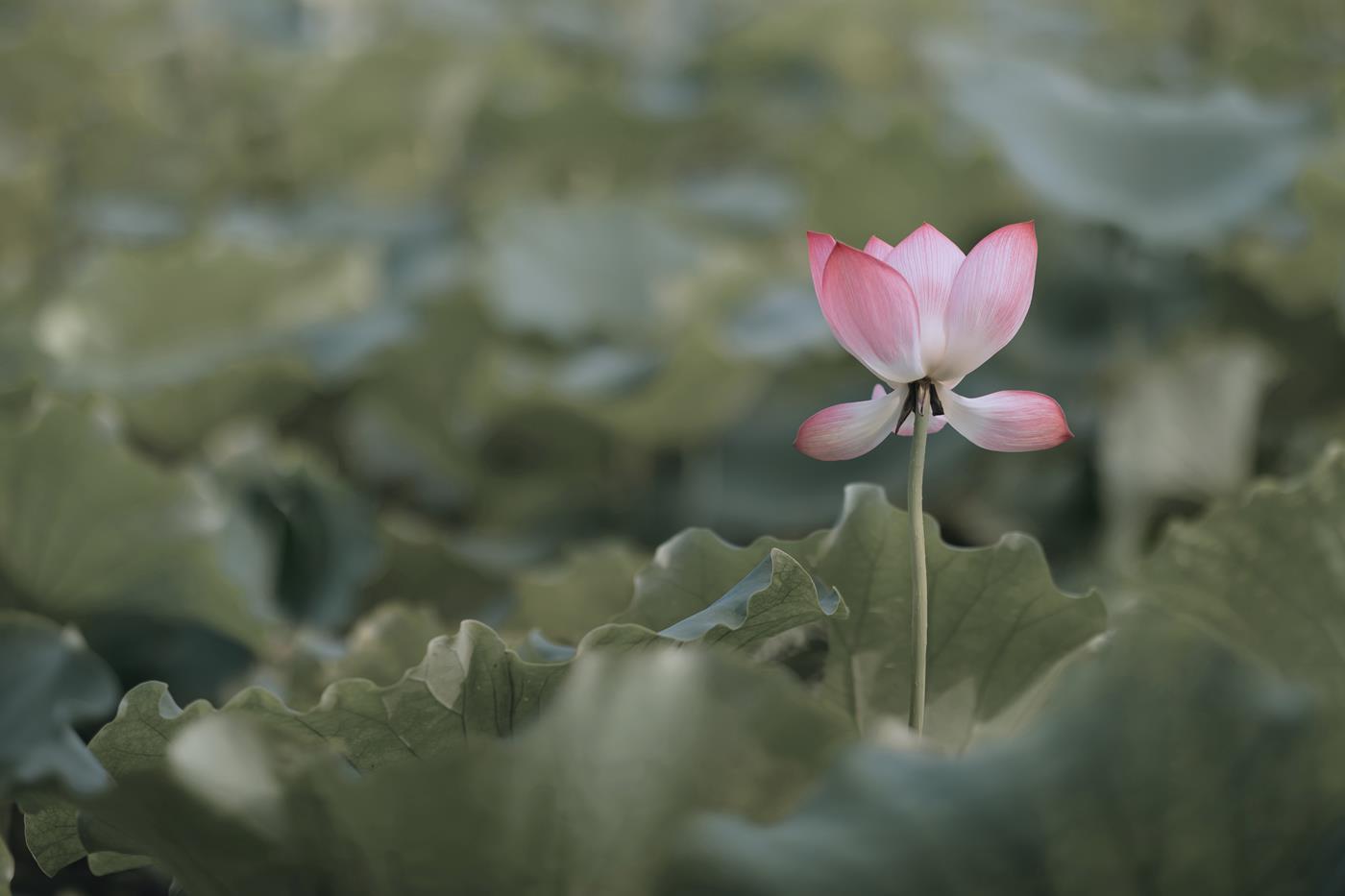 图片[19]-[YITUYU艺图语] 2022.01.19 采莲女 饼饼 [27P] – 速更版-美库