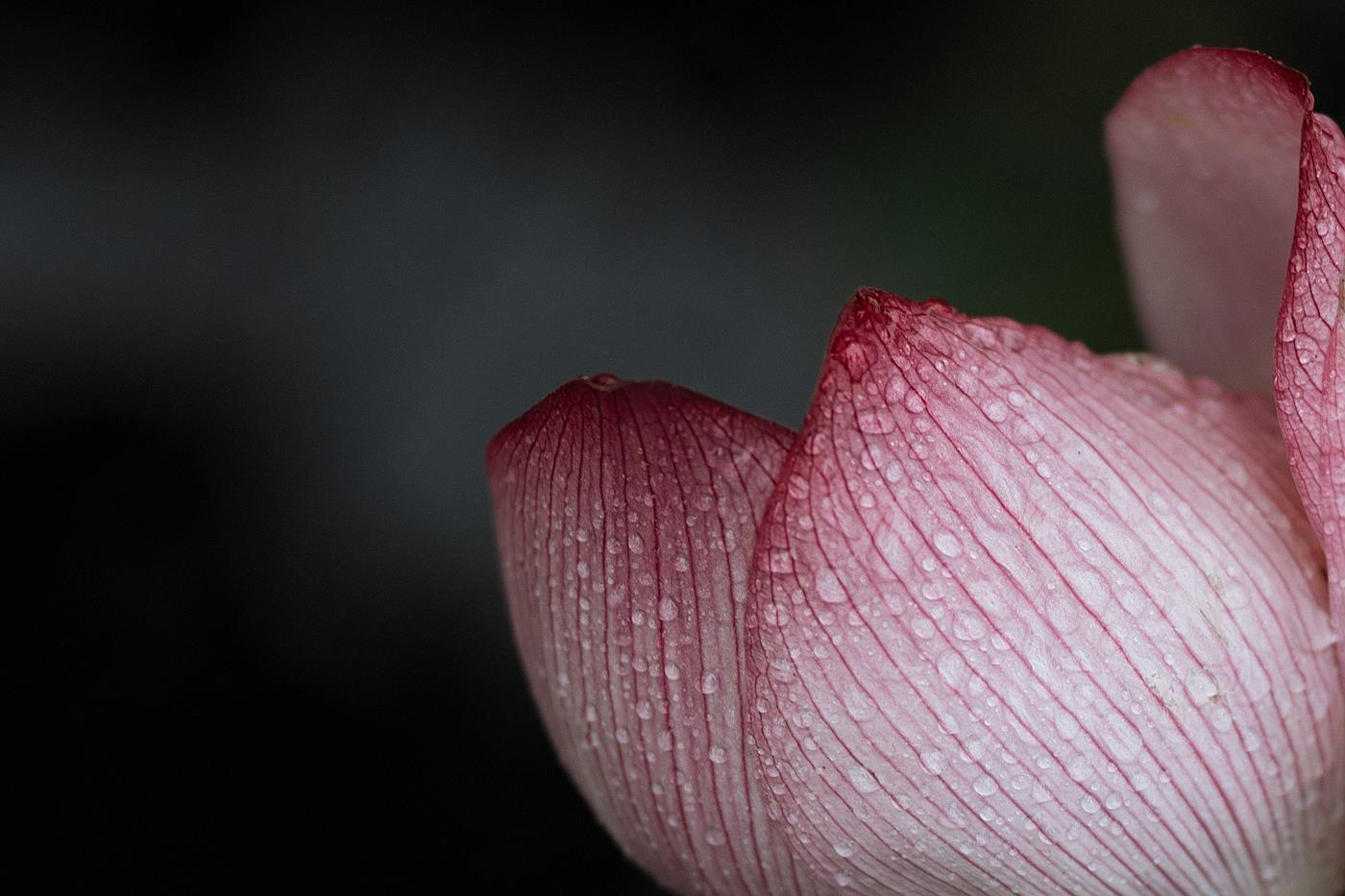 图片[12]-[YITUYU艺图语] 2022.02.02 层波潋滟远山横 一笑一倾城 柳柳杨柳柳_ [23P] – 速更版-美库