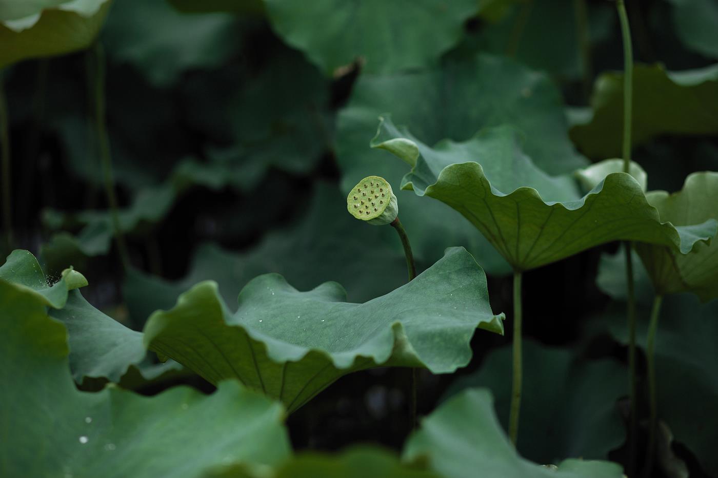 图片[14]-[YITUYU艺图语] 2022.02.02 层波潋滟远山横 一笑一倾城 柳柳杨柳柳_ [23P] – 速更版-美库