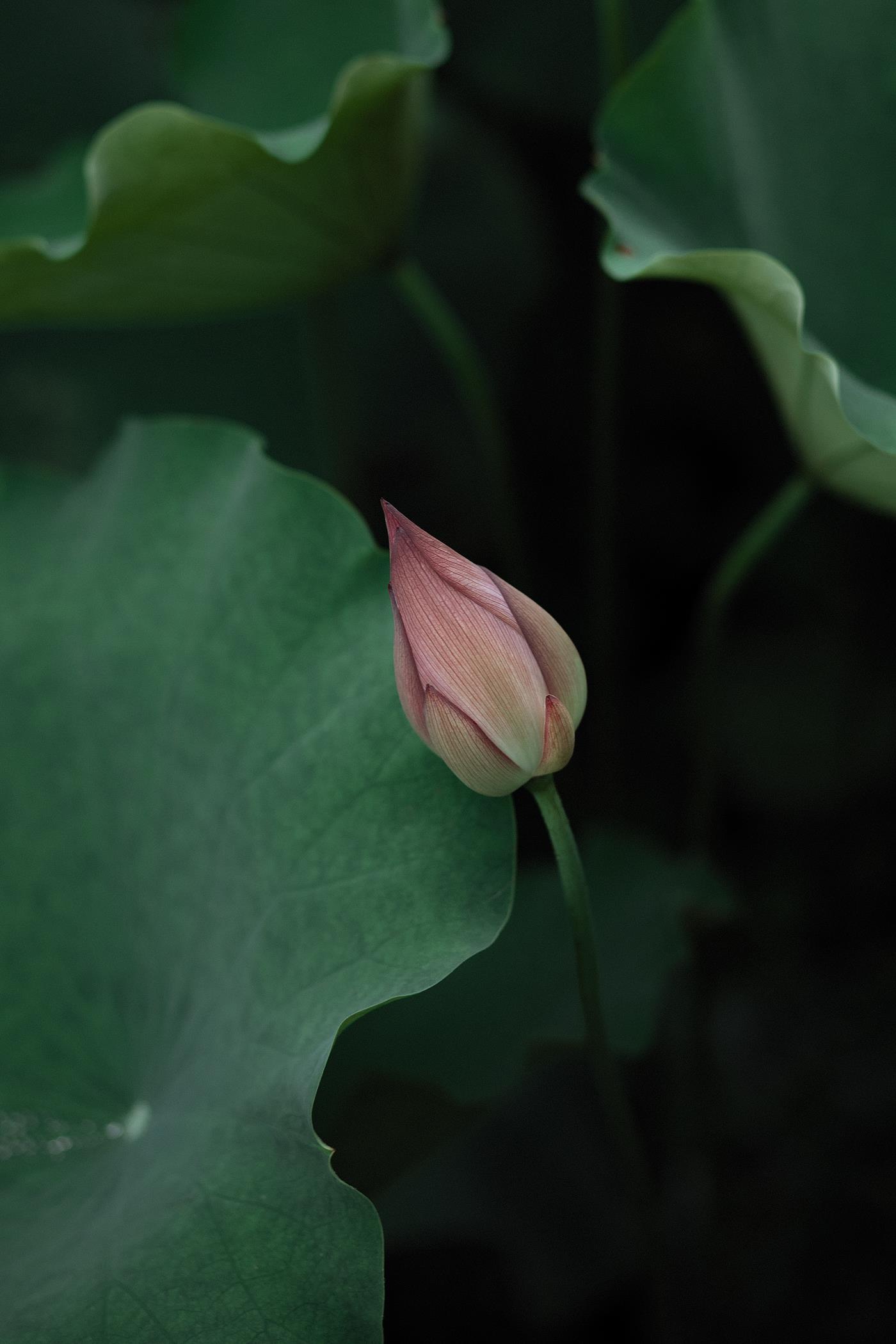 图片[16]-[YITUYU艺图语] 2022.02.02 层波潋滟远山横 一笑一倾城 柳柳杨柳柳_ [23P] – 速更版-美库