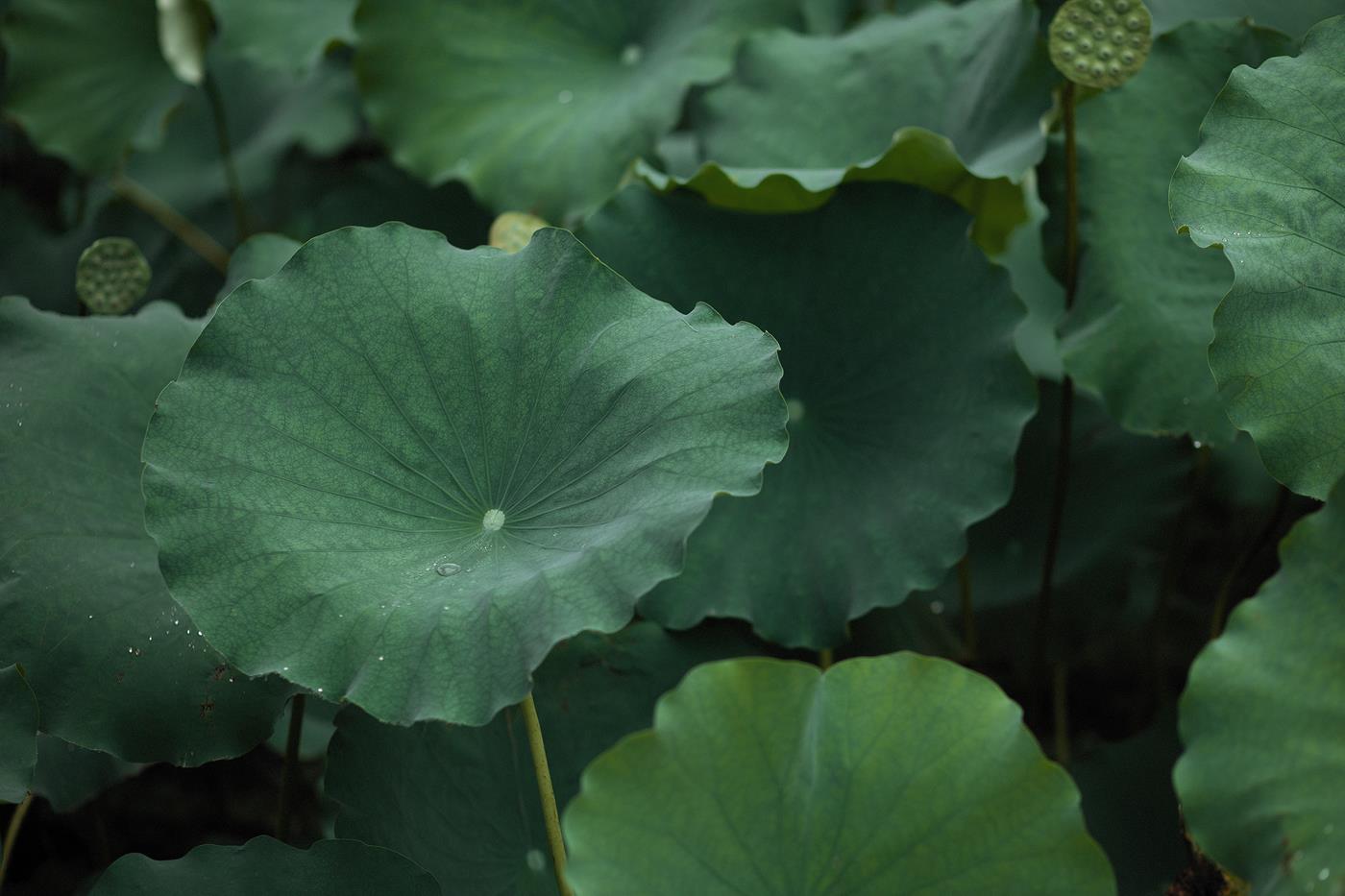 图片[25]-[YITUYU艺图语] 2022.02.02 层波潋滟远山横 一笑一倾城 柳柳杨柳柳_ [23P] – 速更版-美库