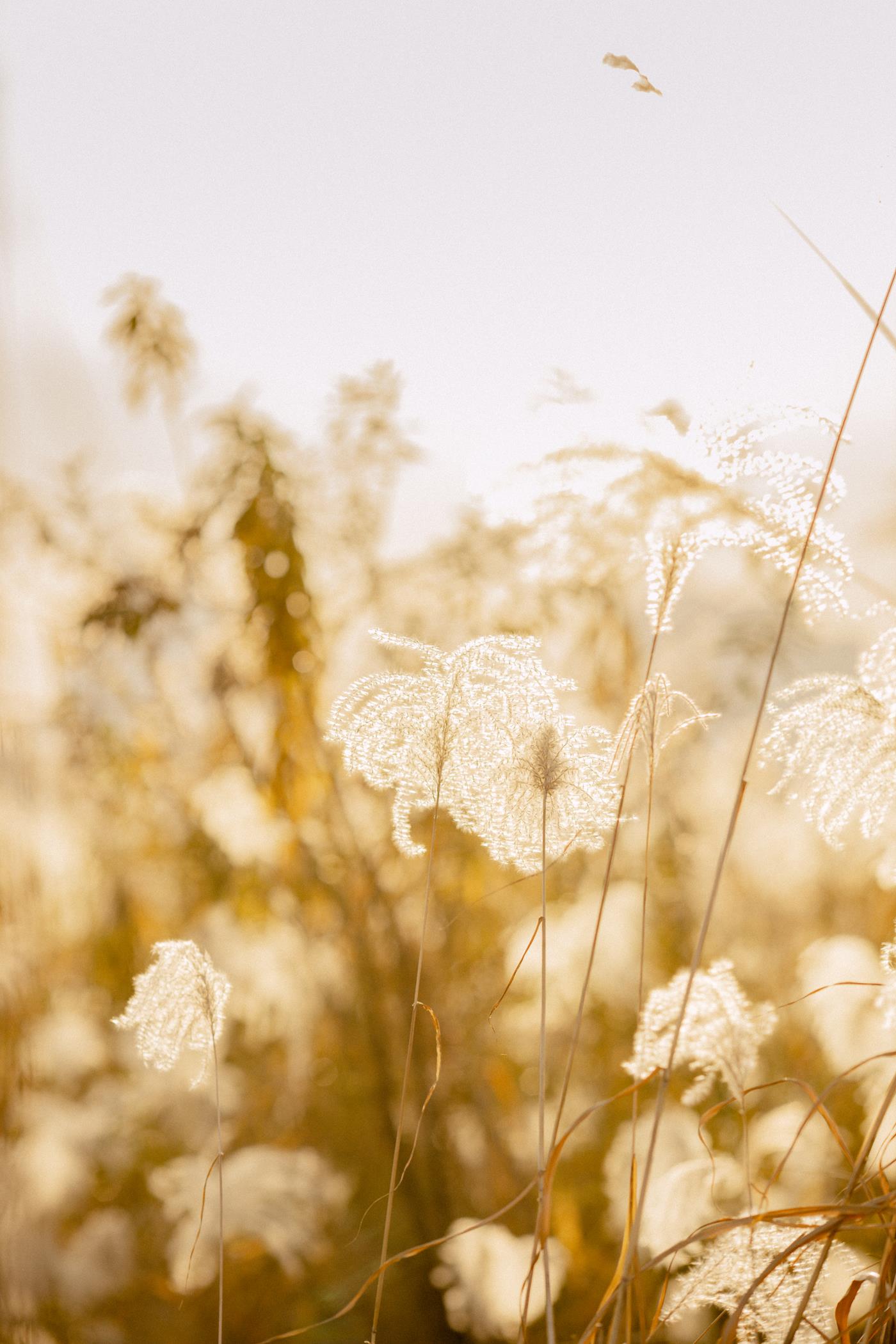 图片[15]-[YITUYU艺图语] 2022.03.03 芦苇之光 朱云慧大魔王 [24P] – 速更版-美库