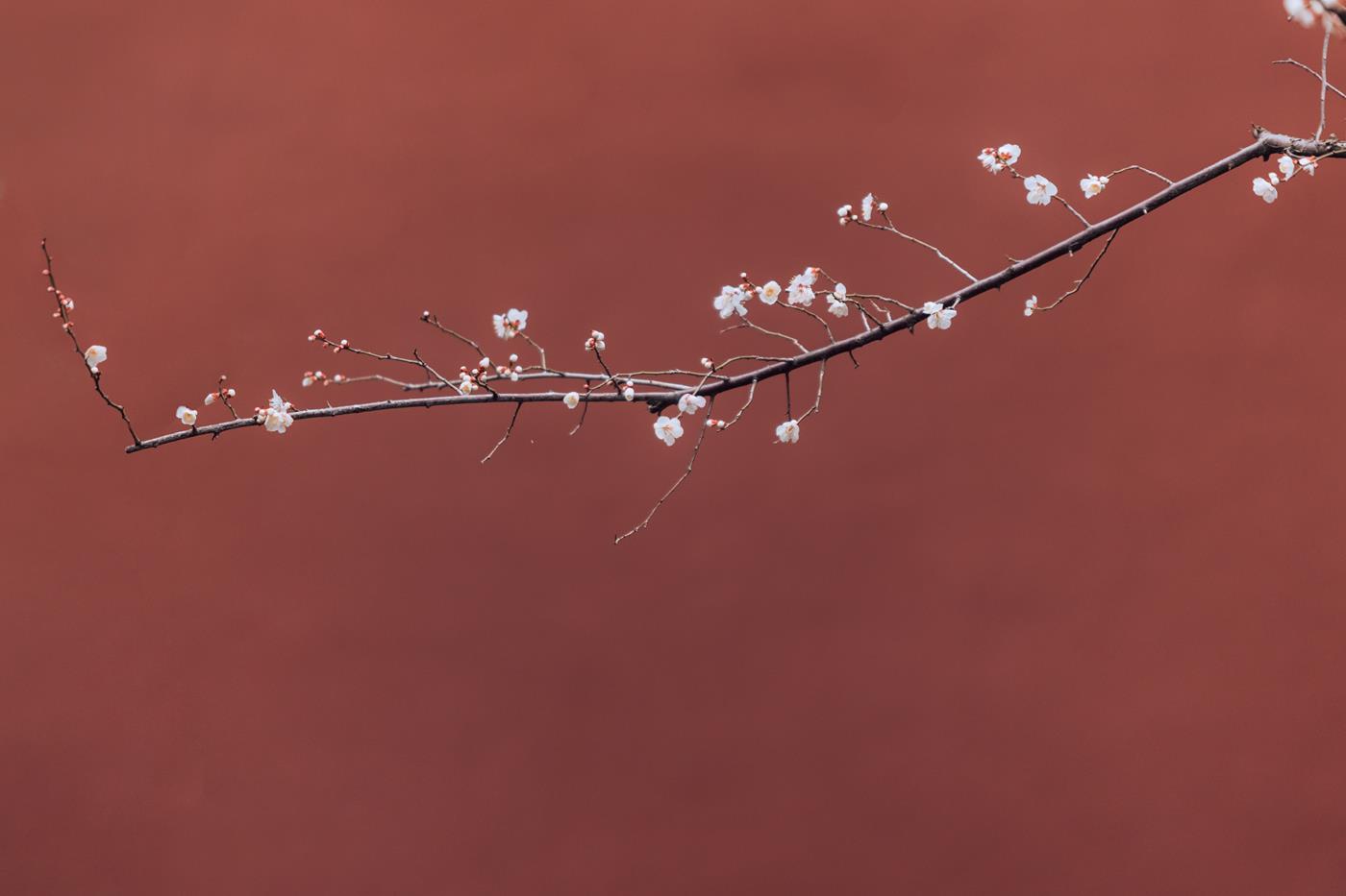 图片[10]-[YITUYU艺图语] 2022.03.05 寒梅 方莛玉 [38P] – 速更版-美库