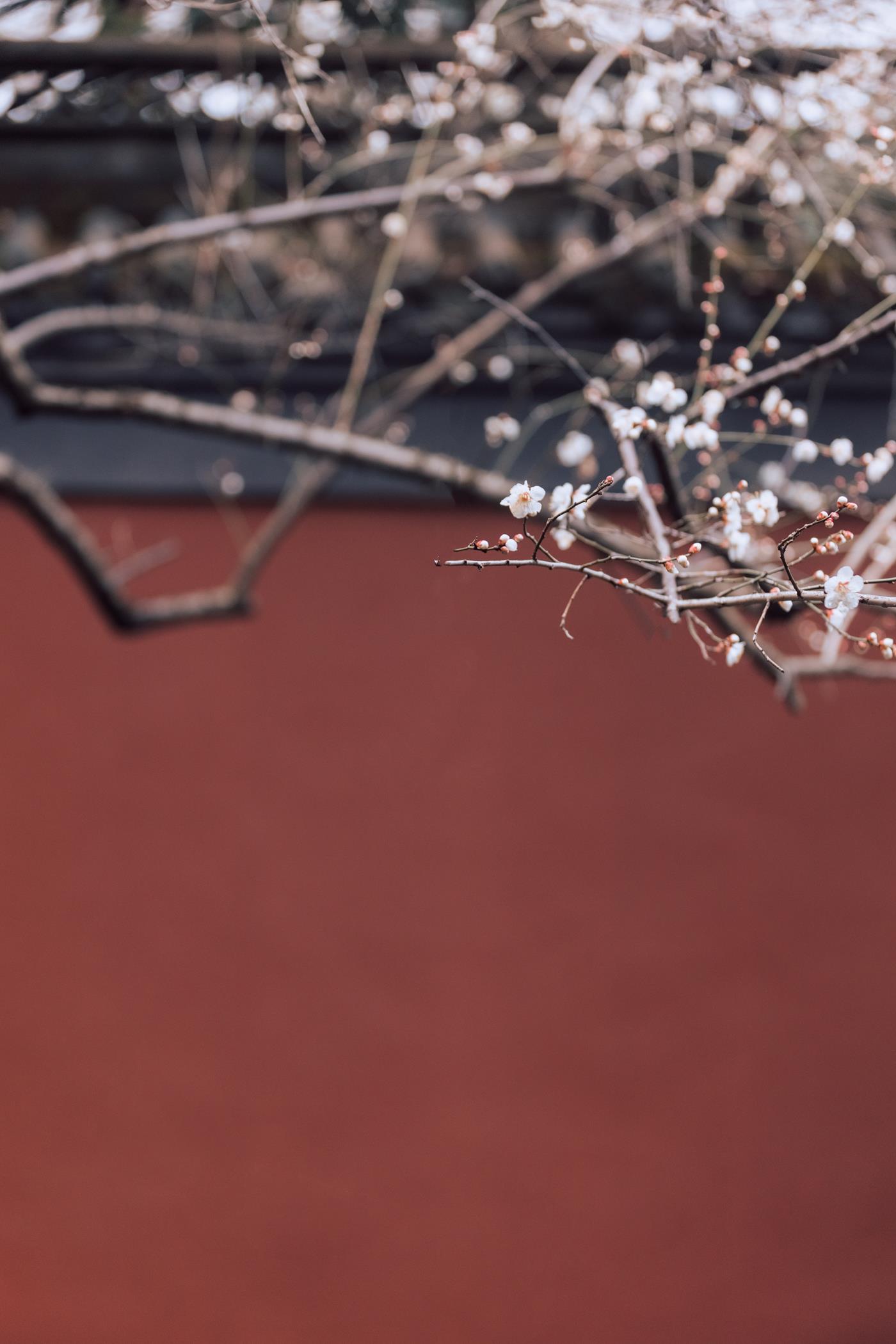 图片[12]-[YITUYU艺图语] 2022.03.05 寒梅 方莛玉 [38P] – 速更版-美库