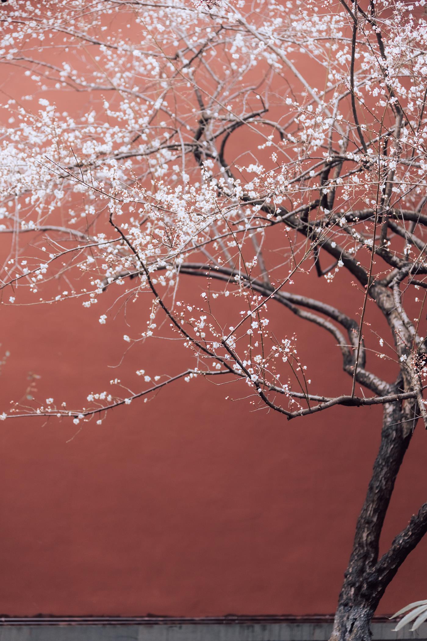 图片[15]-[YITUYU艺图语] 2022.03.05 寒梅 方莛玉 [38P] – 速更版-美库