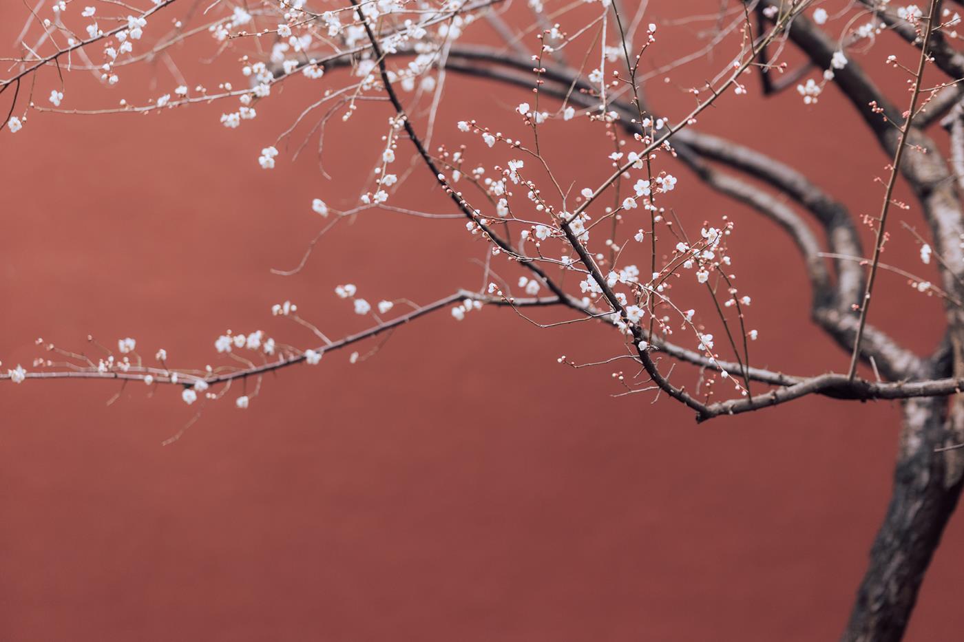 图片[20]-[YITUYU艺图语] 2022.03.05 寒梅 方莛玉 [38P] – 速更版-美库