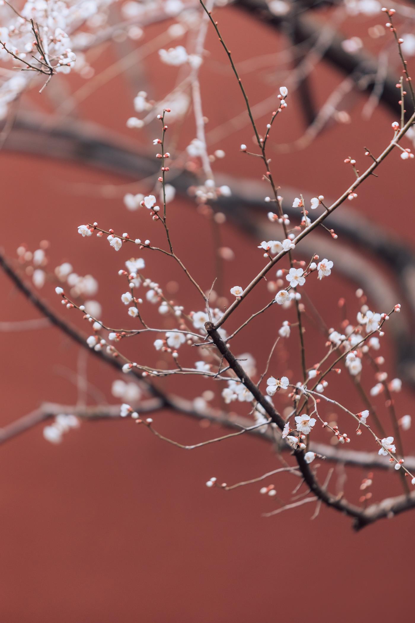 图片[21]-[YITUYU艺图语] 2022.03.05 寒梅 方莛玉 [38P] – 速更版-美库