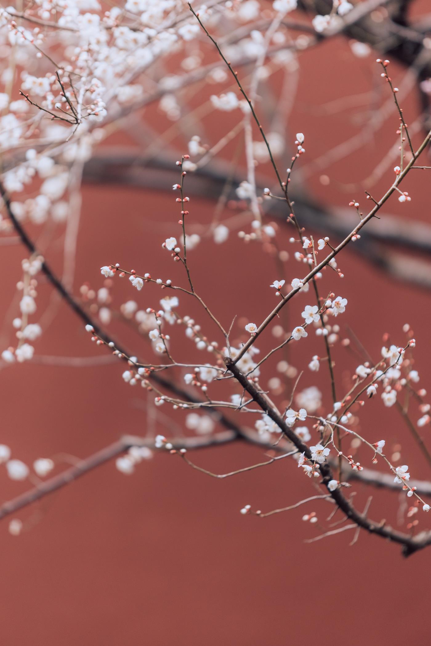 图片[26]-[YITUYU艺图语] 2022.03.05 寒梅 方莛玉 [38P] – 速更版-美库