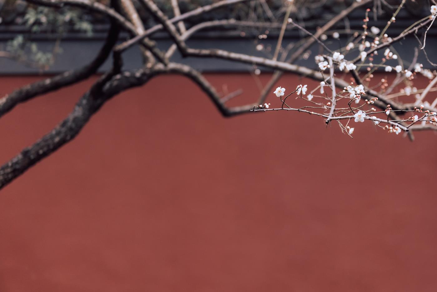 图片[34]-[YITUYU艺图语] 2022.03.05 寒梅 方莛玉 [38P] – 速更版-美库