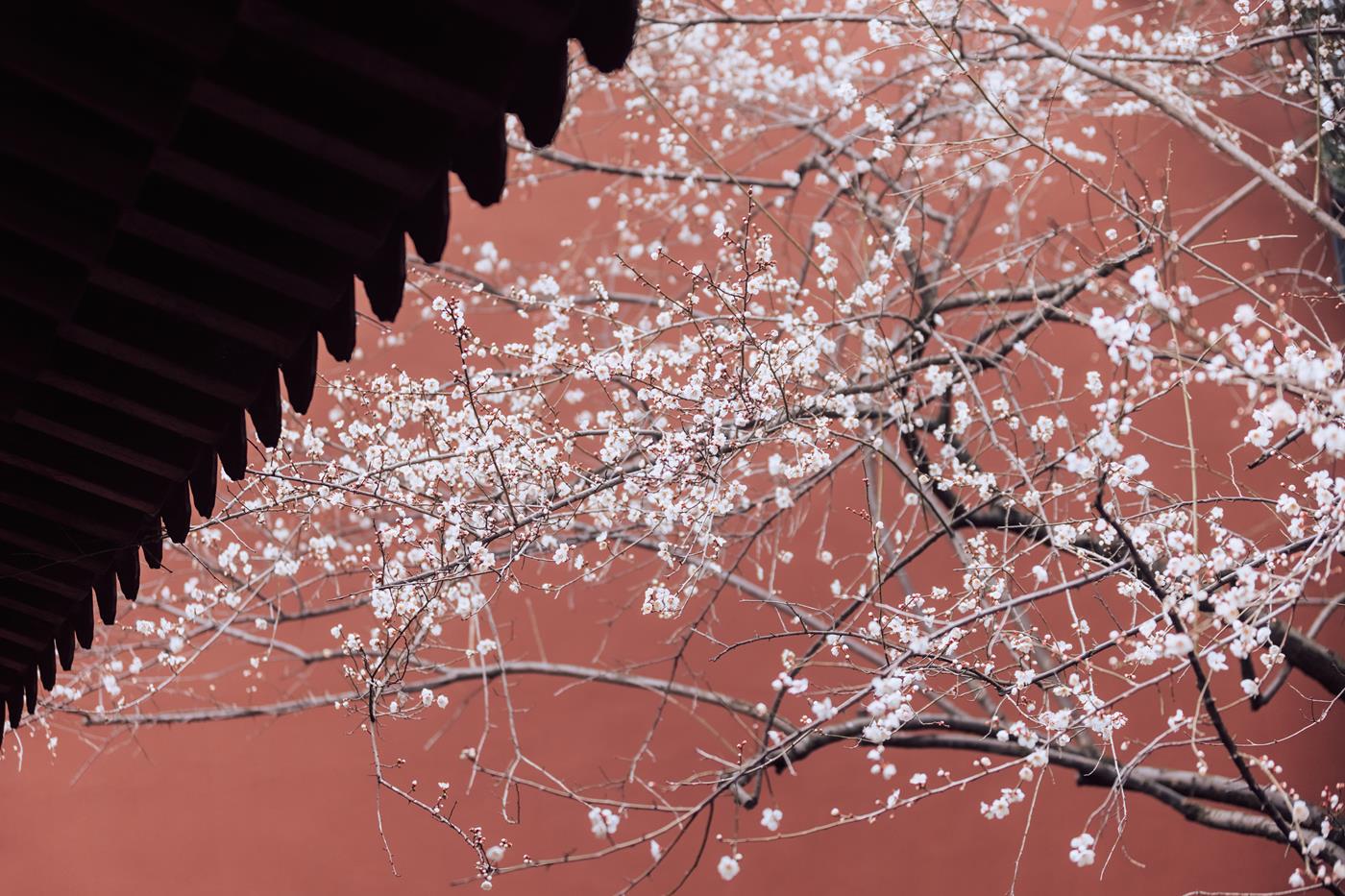 图片[39]-[YITUYU艺图语] 2022.03.05 寒梅 方莛玉 [38P] – 速更版-美库