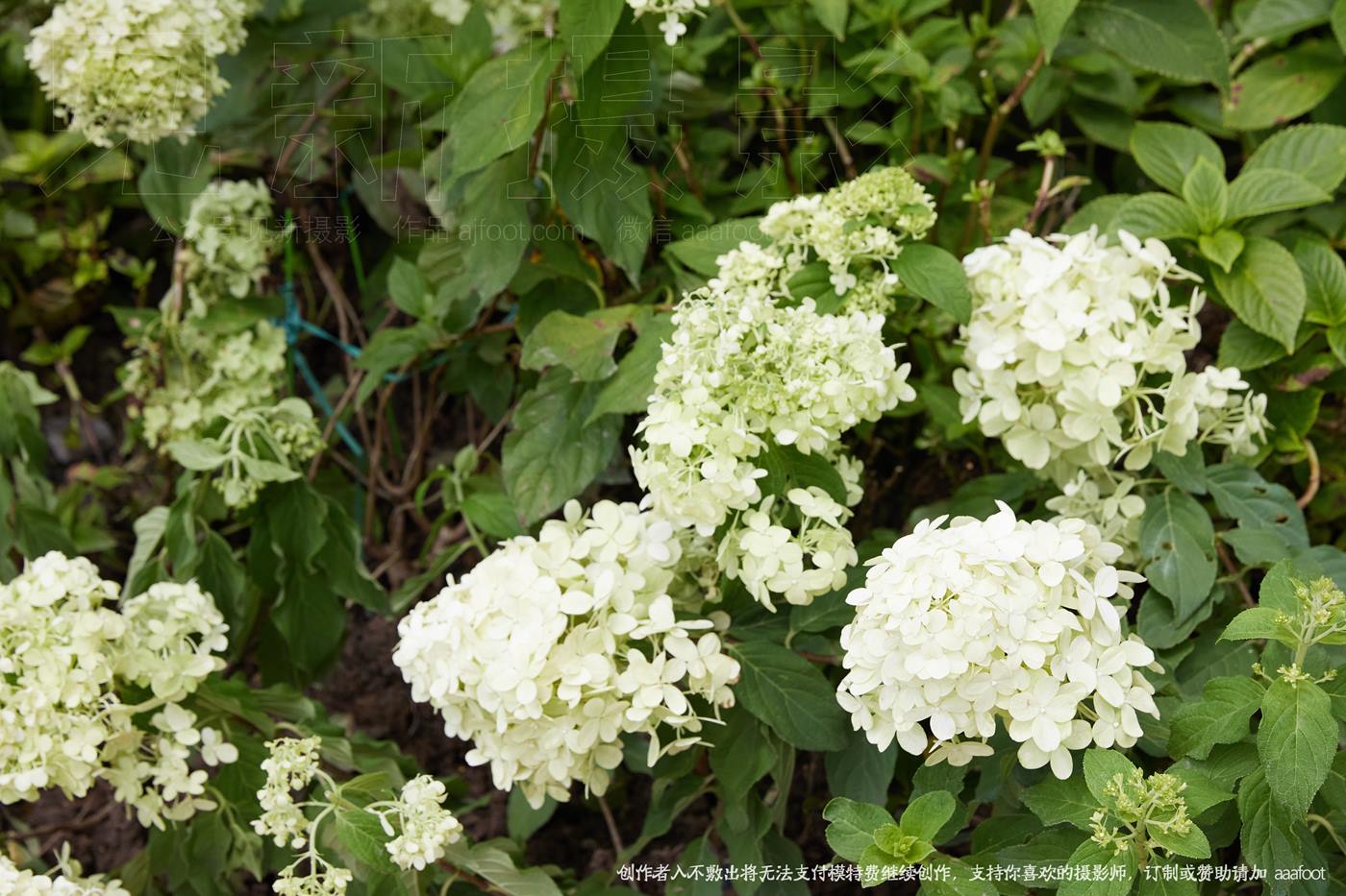 图片[93]-[见新摄影]NO.047 花有从开日，人无再少年 [208P] – 速更版-美库