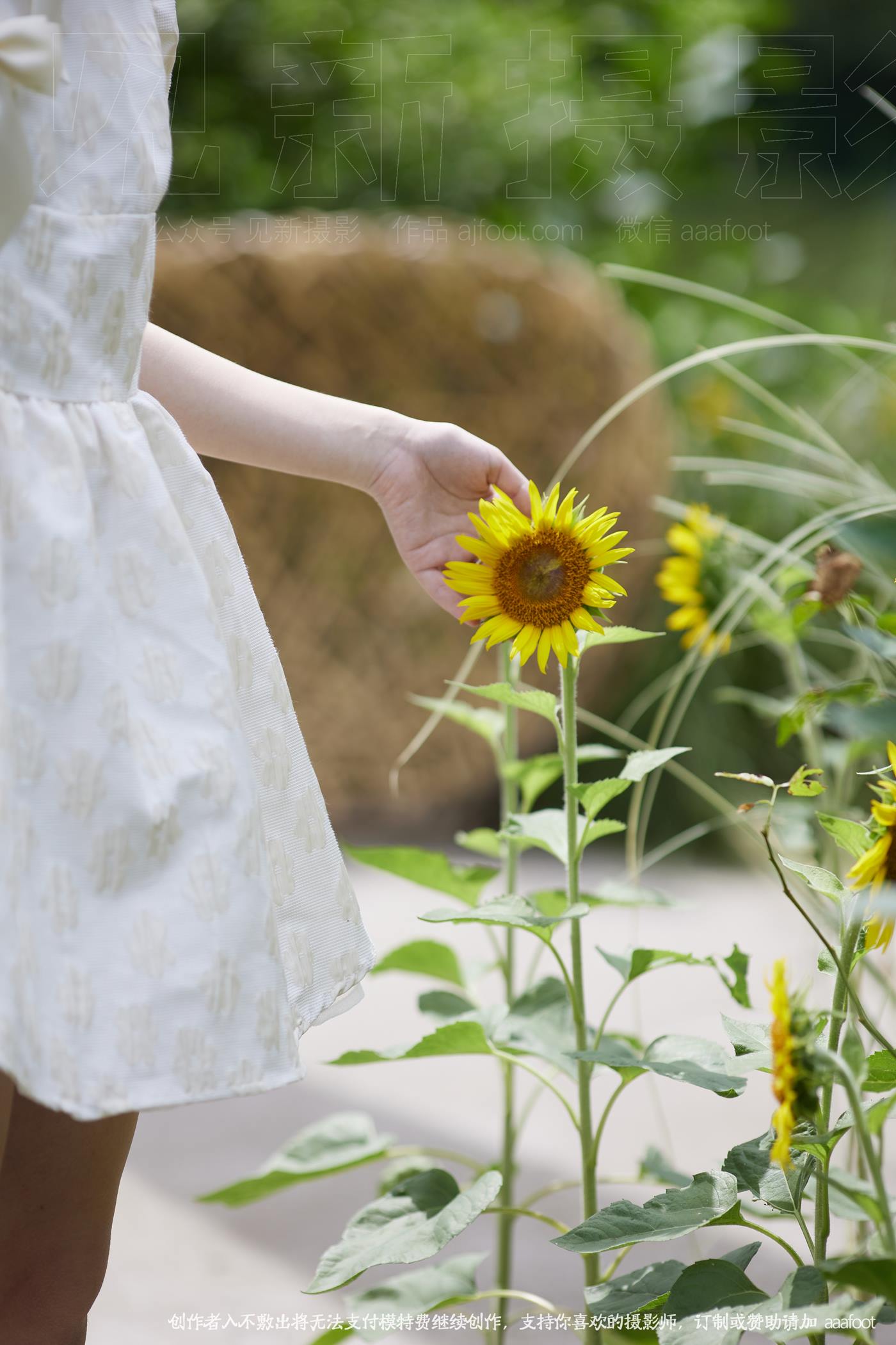 图片[95]-[见新摄影]NO.047 花有从开日，人无再少年 [208P] – 速更版-美库