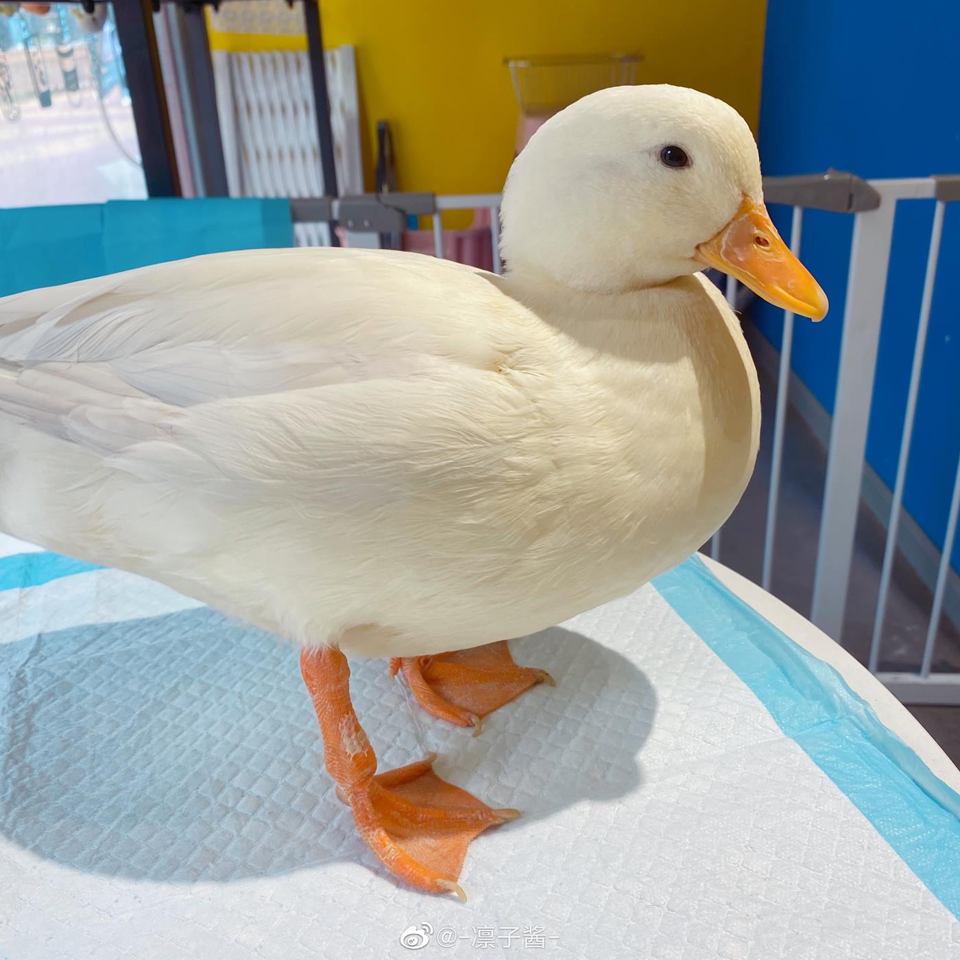 图片[26]-凛子酱  – 微博写真合集 2020WB [286P] – 速更版-美库