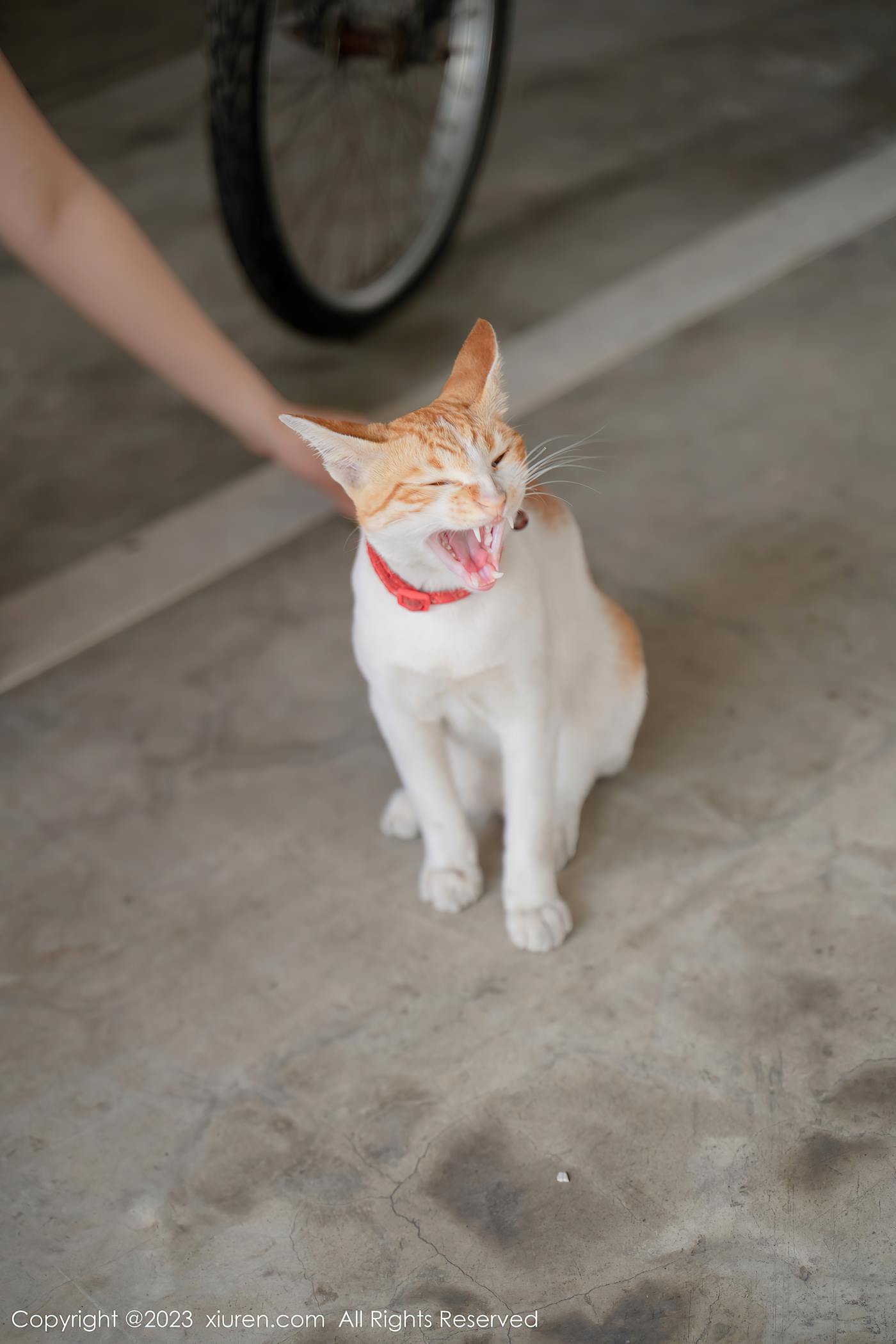 图片[17]-[Xiuren秀人网]2023.05.25 NO.6798 艾希儿[37+1P] – 速更版-美库