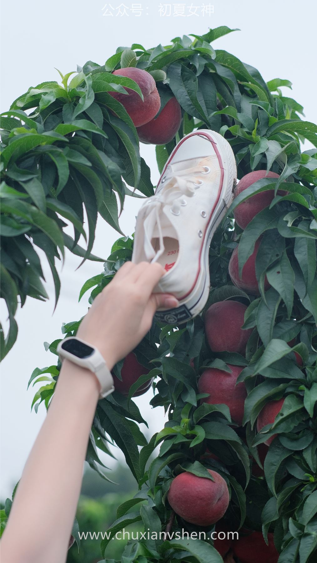 图片[26]-初夏女神 NO.046 双双&点点 桃园姐妹[172P] – 速更版-美库