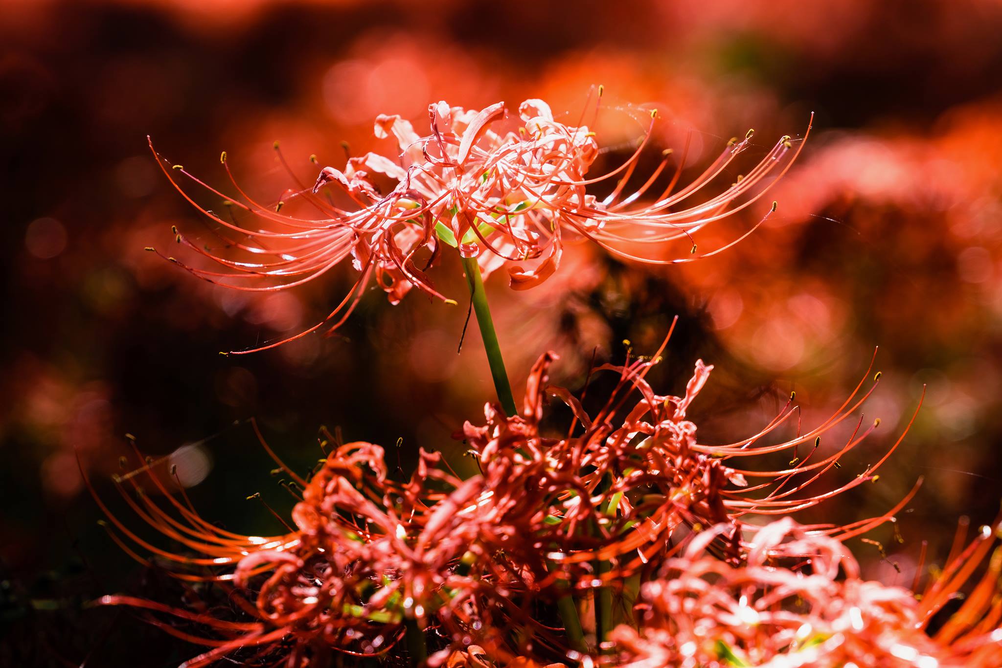 图片[72]-ElyEE子 23年10月订阅 [86P] – 速更版-美库