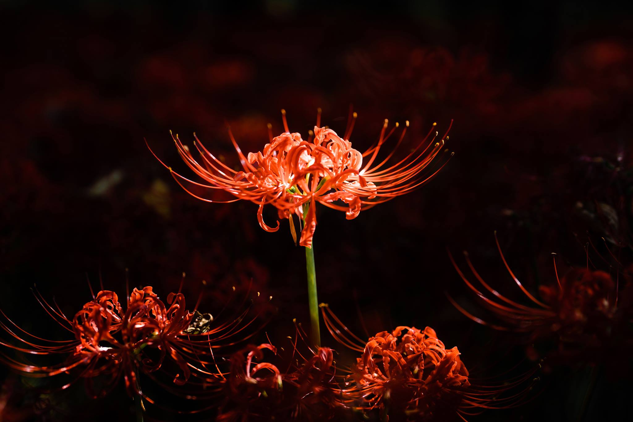 图片[84]-ElyEE子 23年10月订阅 [86P] – 速更版-美库