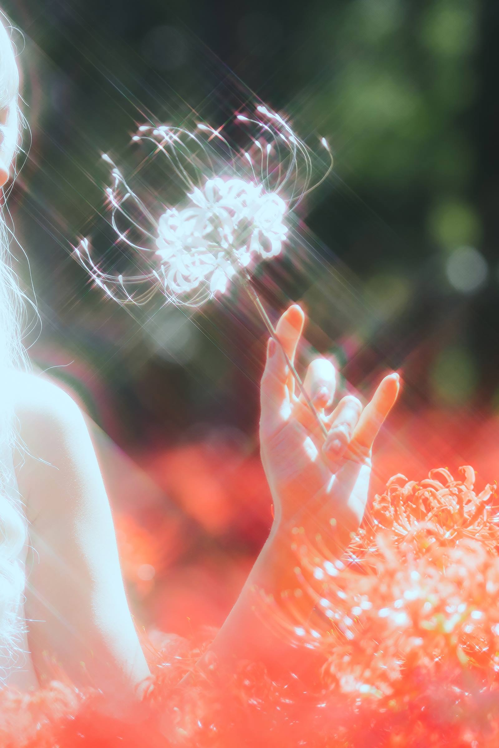 图片[22]-ElyEE子 B-White spider lily 白瓷彼岸 [27P] – 速更版-美库